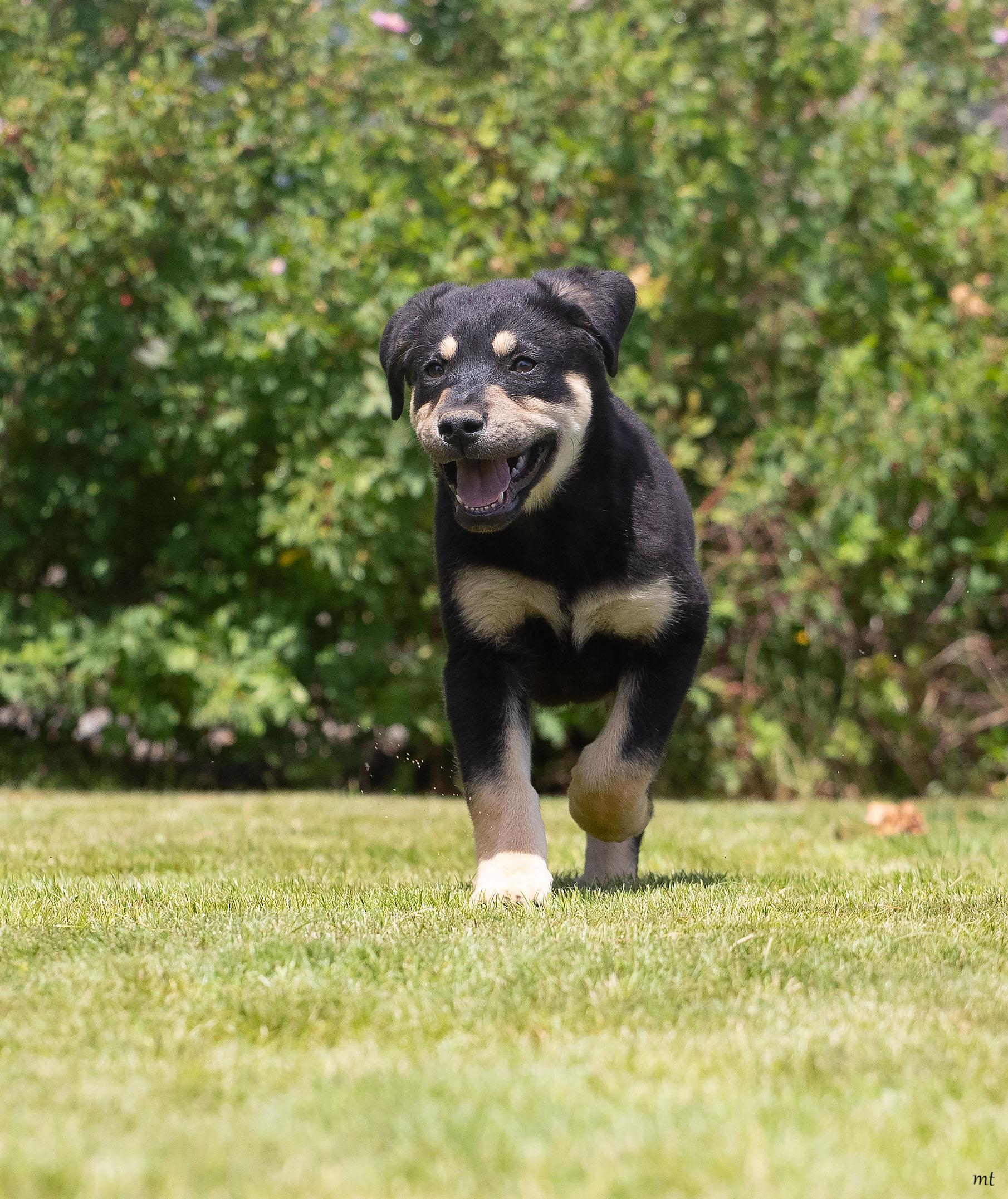 Enlarge Cherry, an adoptable mixed breed in Washoe Valley, NV image 5/5