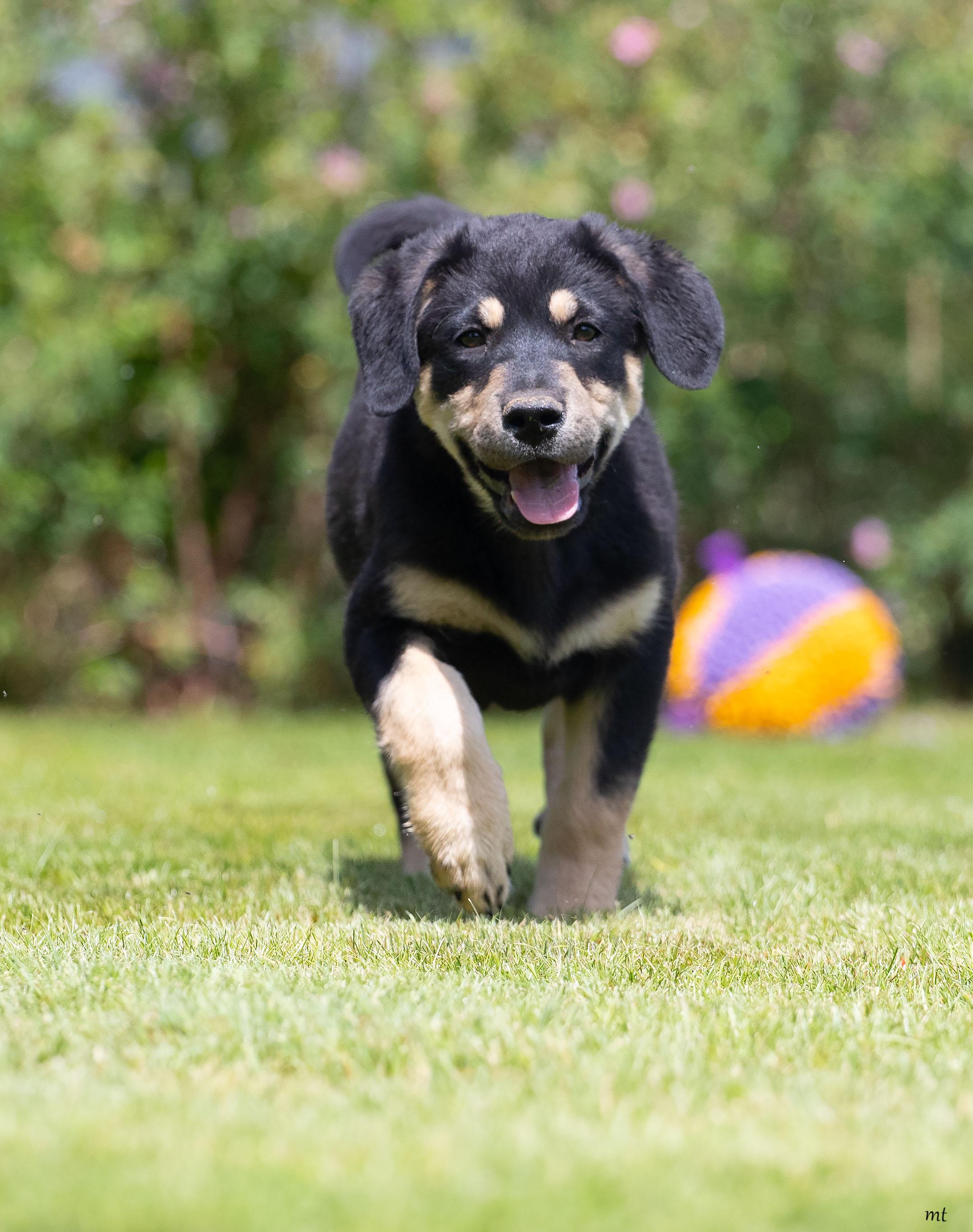 Enlarge Cherry, an adoptable mixed breed in Washoe Valley, NV image 2/5