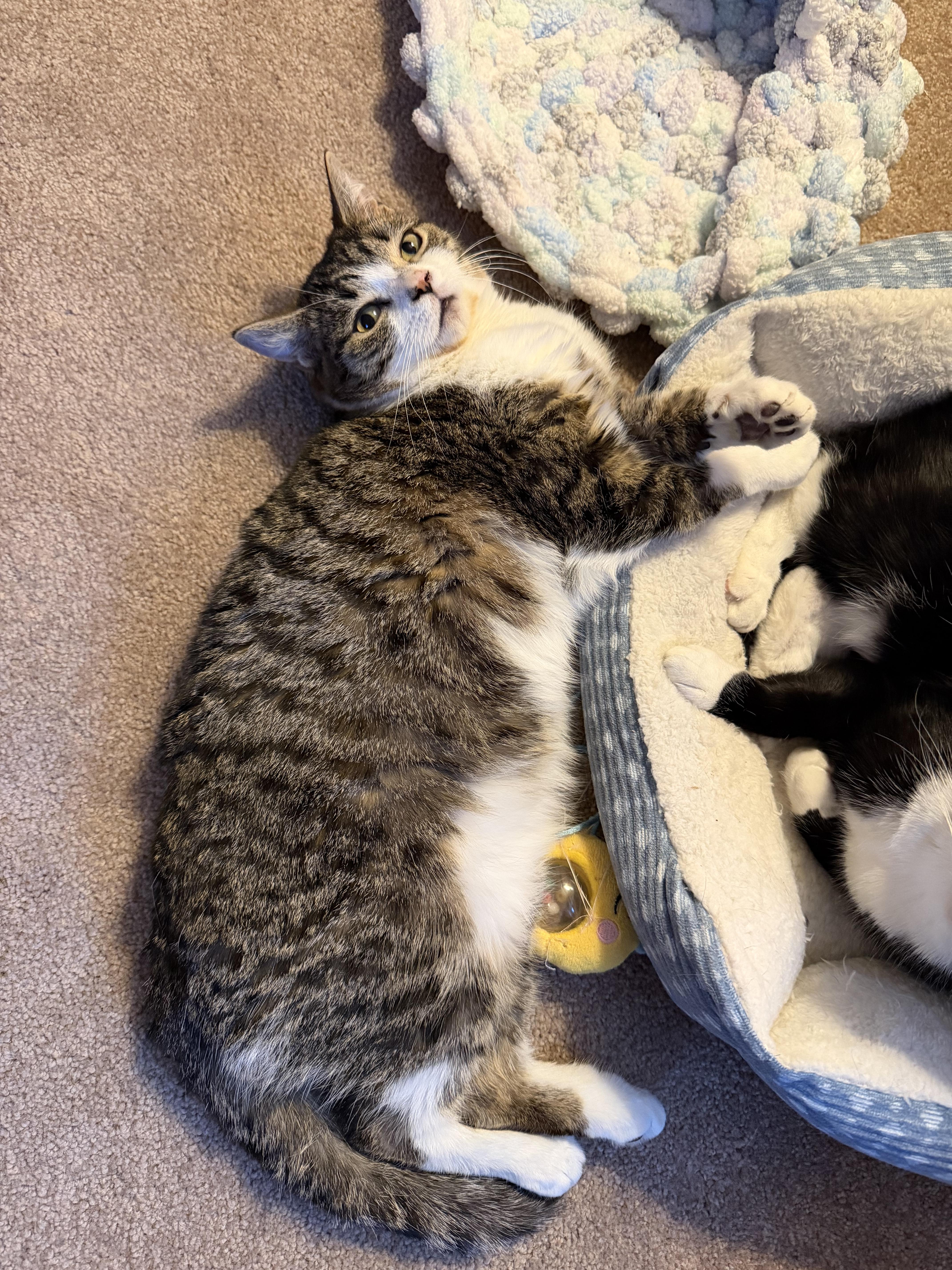 Enlarge Jellybean, a Adoptable Domestic Short Hair in Lacona, NY image 6/6