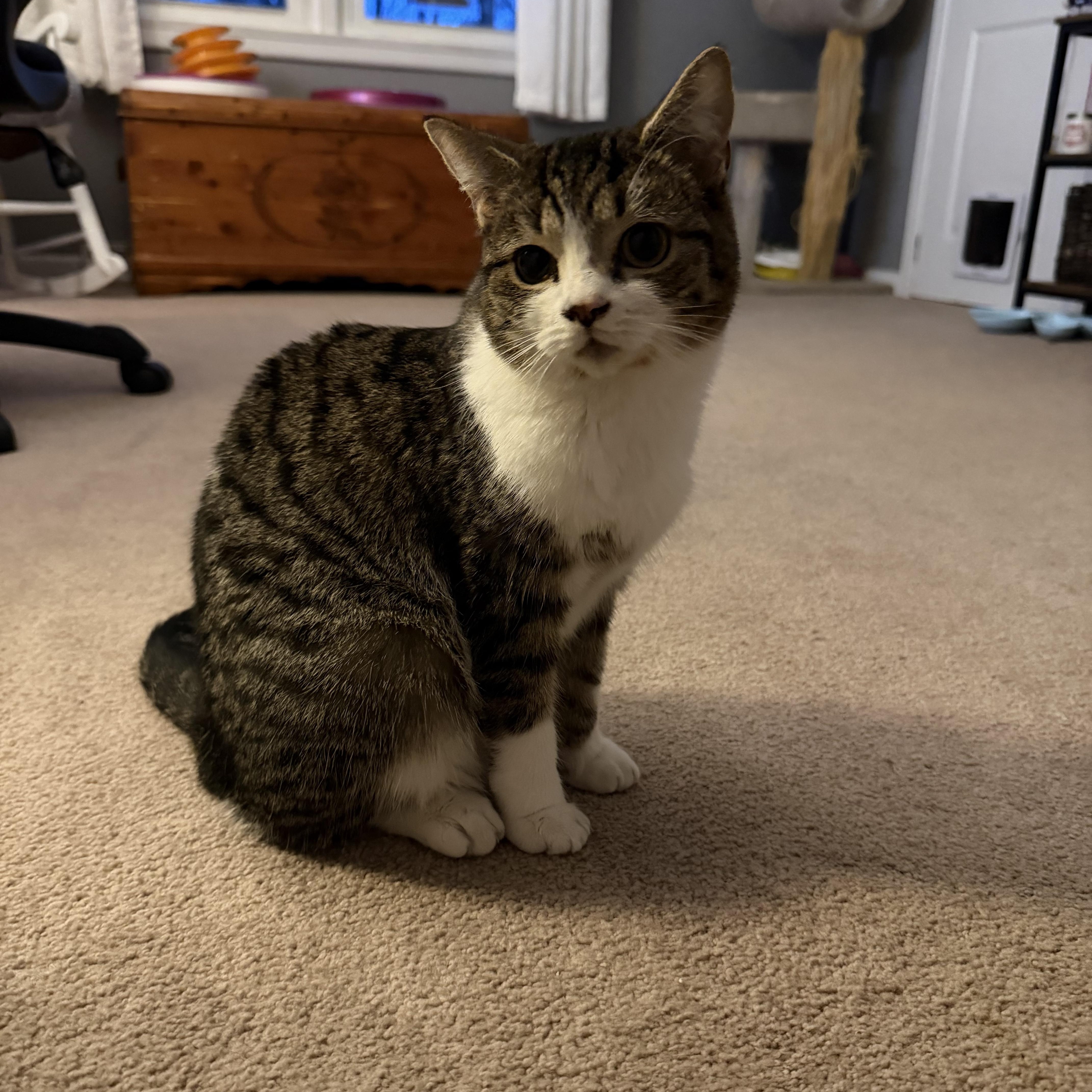 Jellybean, Adoptable, Kitten Female Domestic Short Hair.