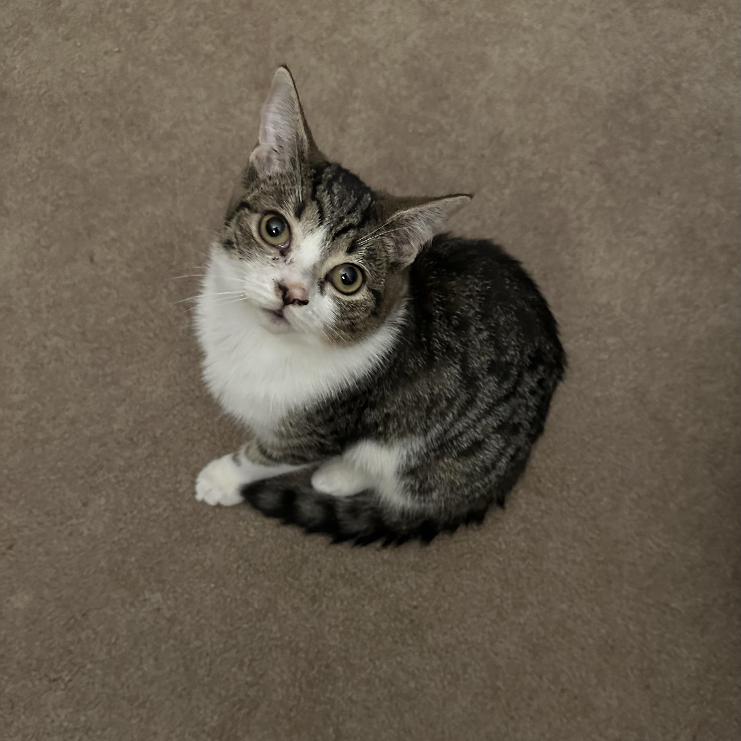 Enlarge Jellybean, a Adoptable Domestic Short Hair in Lacona, NY image 4/6