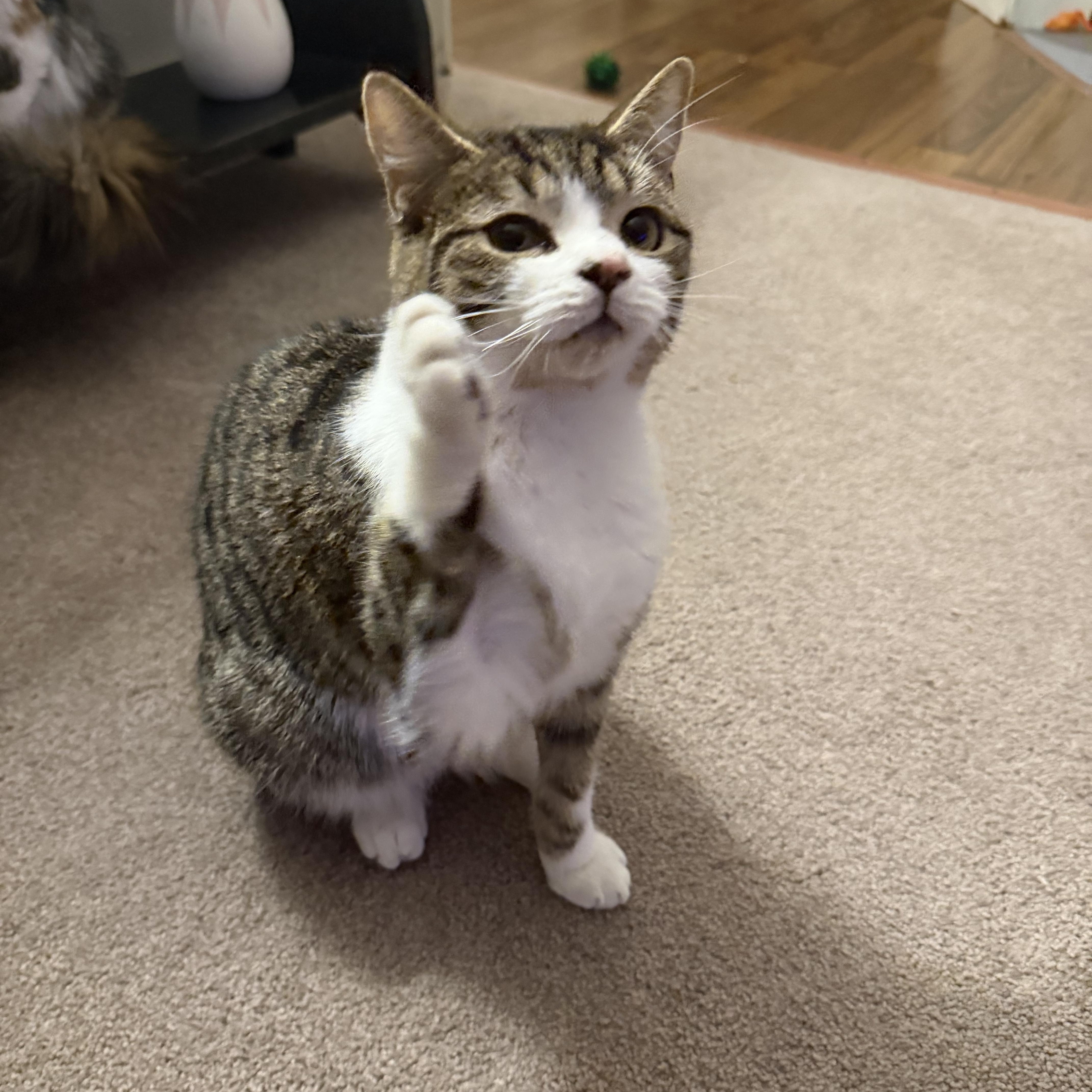 Jellybean, Adoptable, Kitten Female Domestic Short Hair.