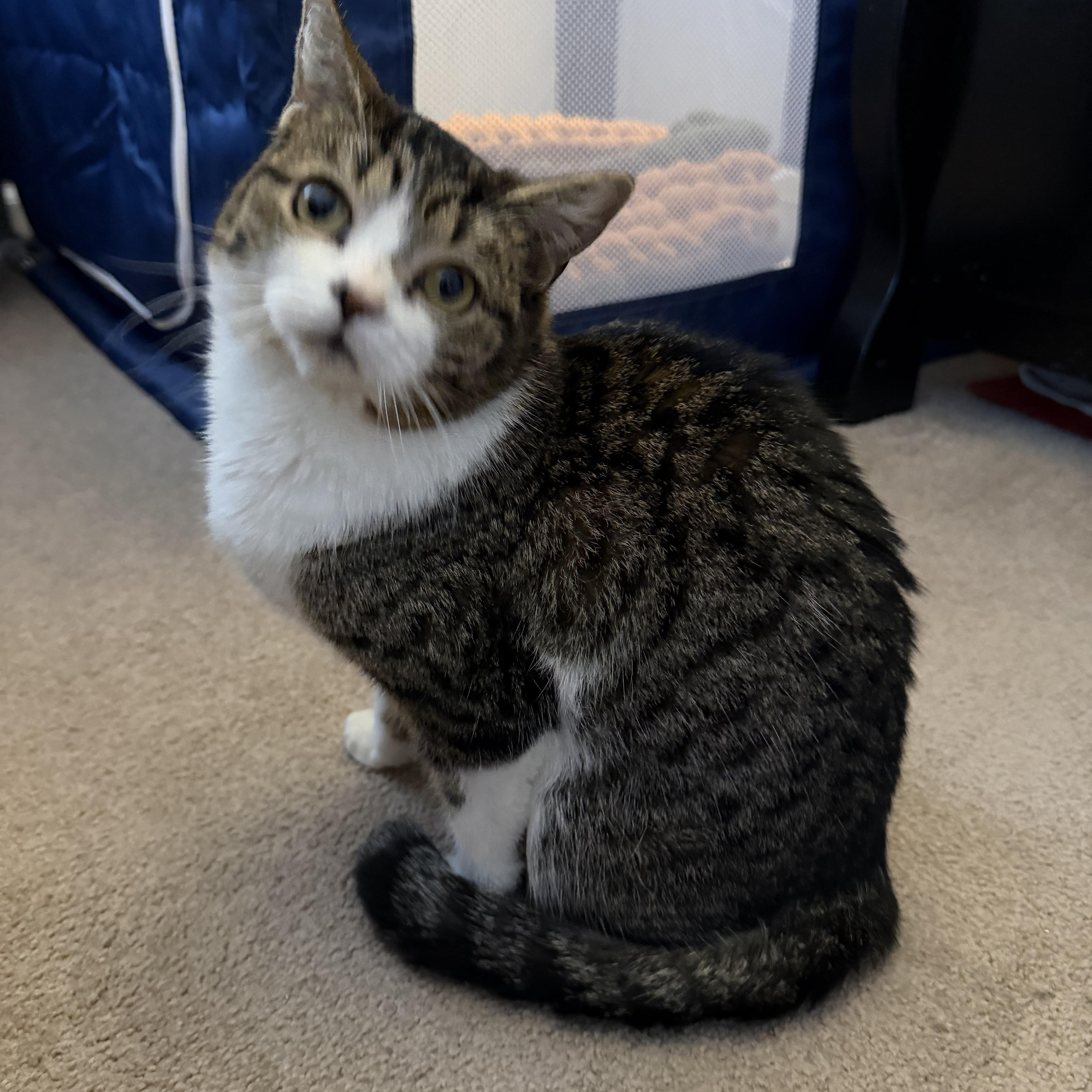 Enlarge Jellybean, a Adoptable Domestic Short Hair in Lacona, NY image 6/6