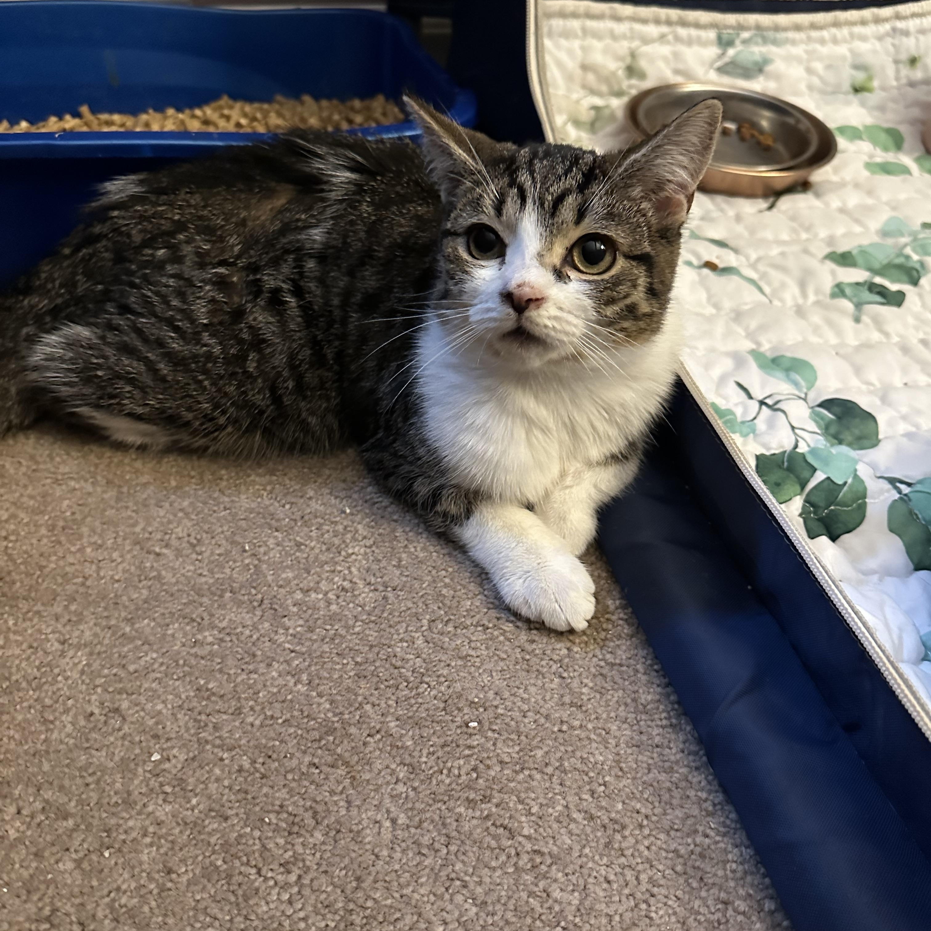 Enlarge Jellybean, a Adoptable Domestic Short Hair in Lacona, NY image 2/6