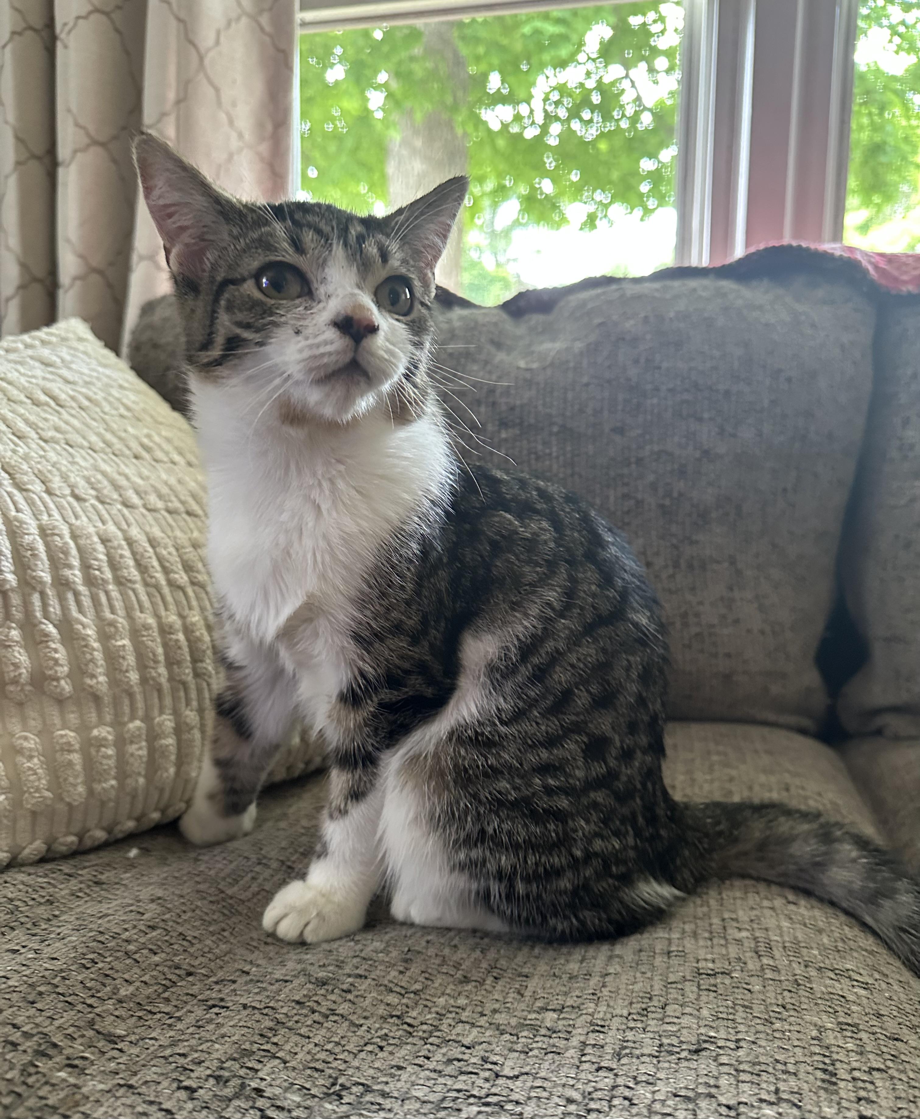 Enlarge Jellybean, a Adoptable Domestic Short Hair in Lacona, NY image 5/6