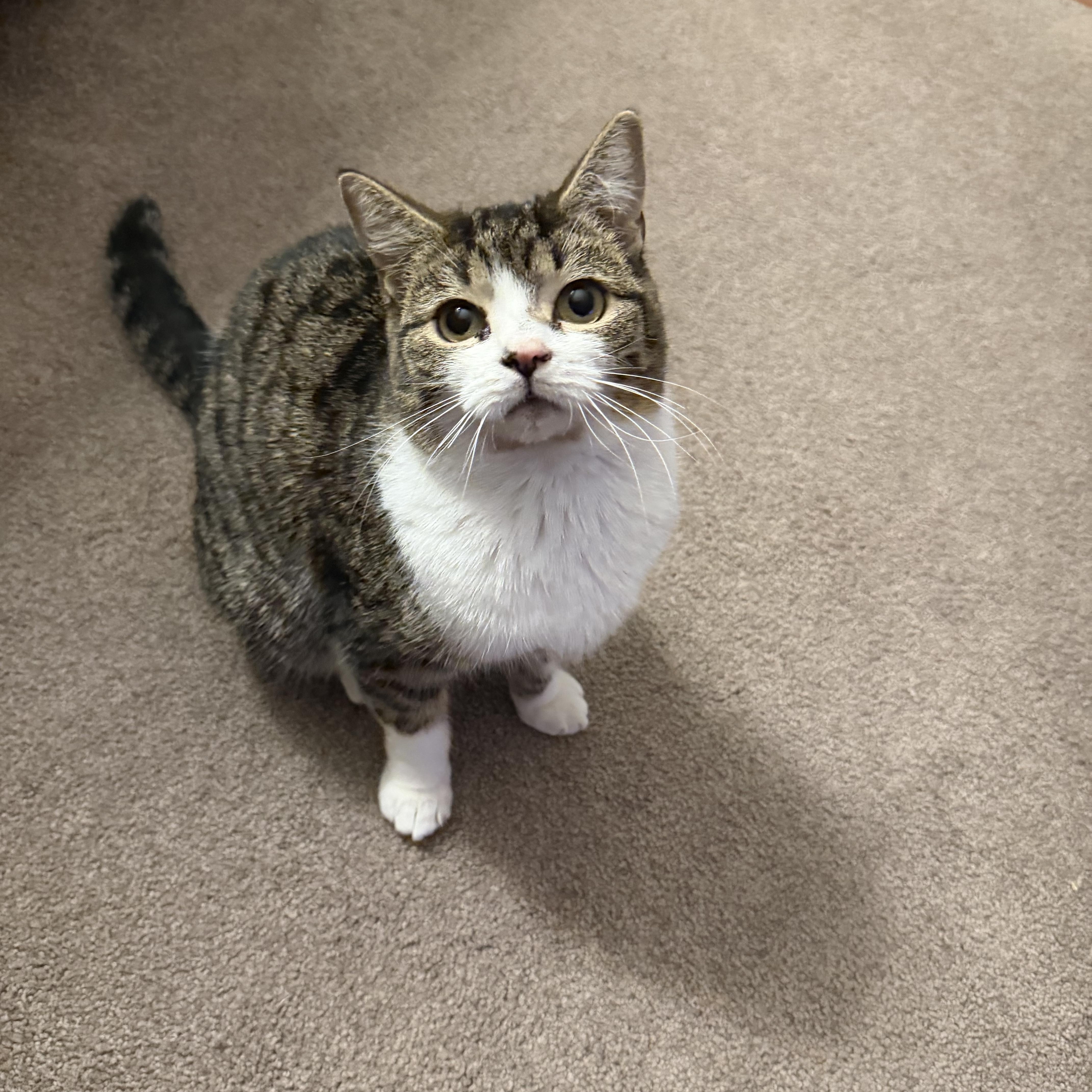 Jellybean, a Adoptable Domestic Short Hair in Lacona, NY image 1/6