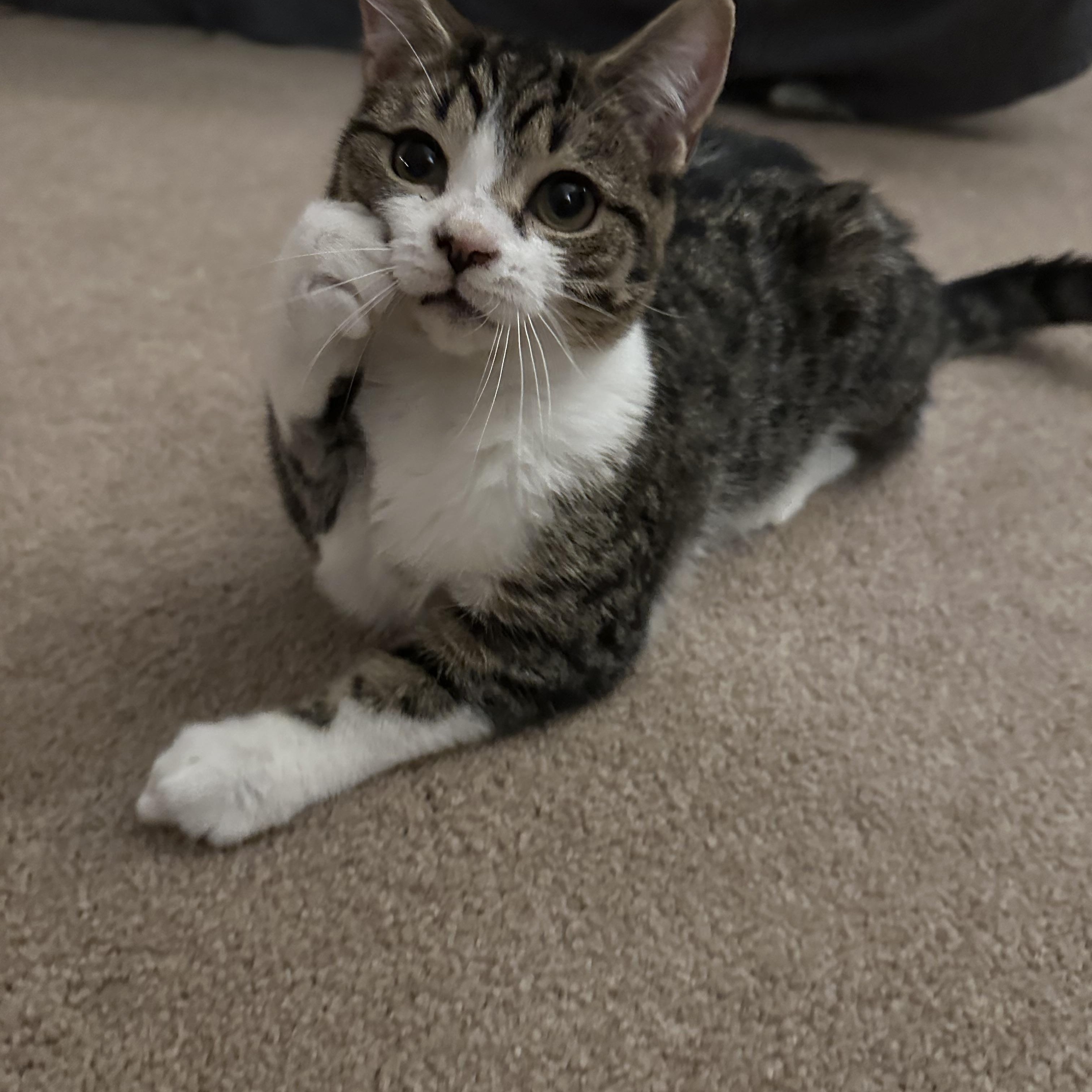 Enlarge Jellybean, a Adoptable Domestic Short Hair in Lacona, NY image 3/6