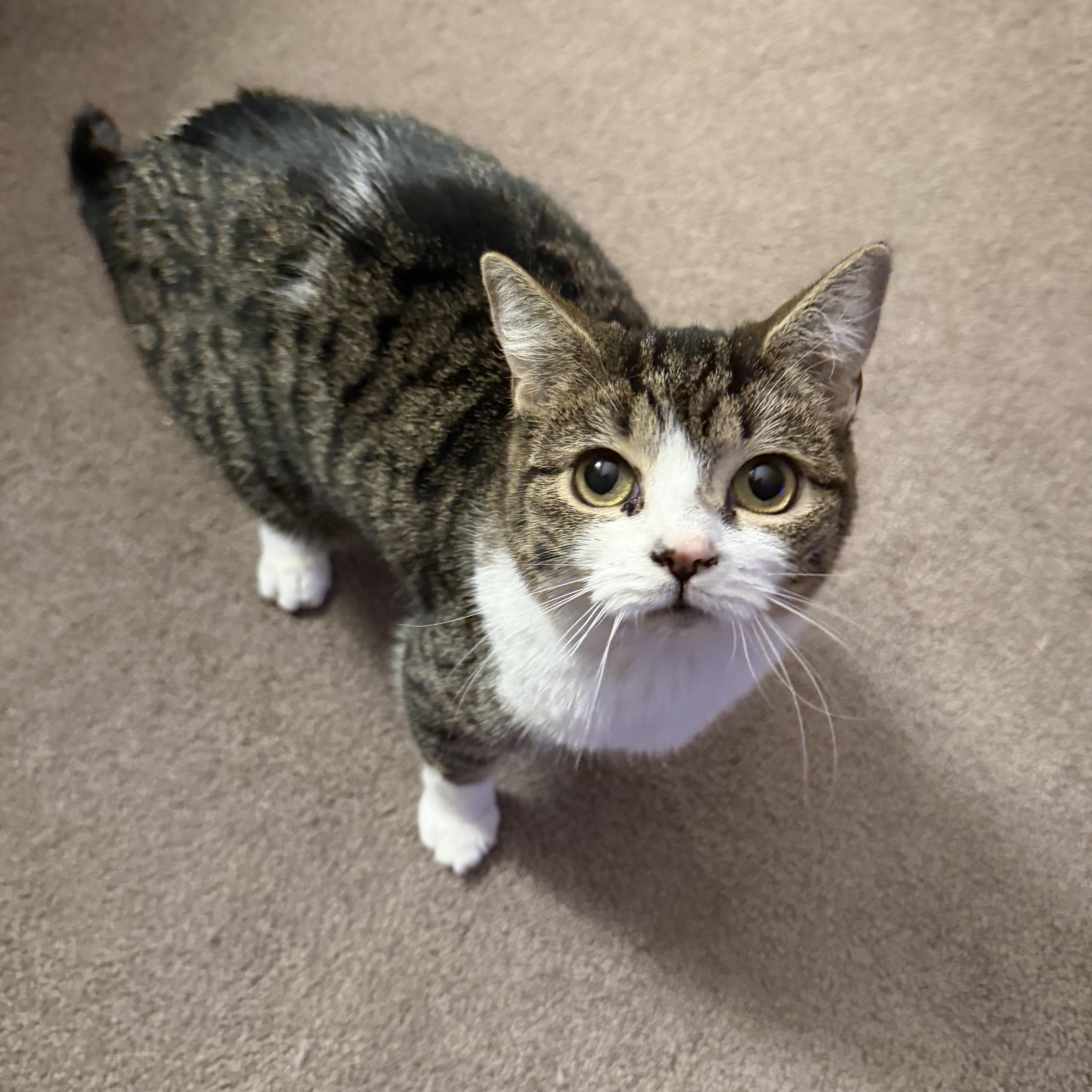 Jellybean, Adoptable, Kitten Female Domestic Short Hair.