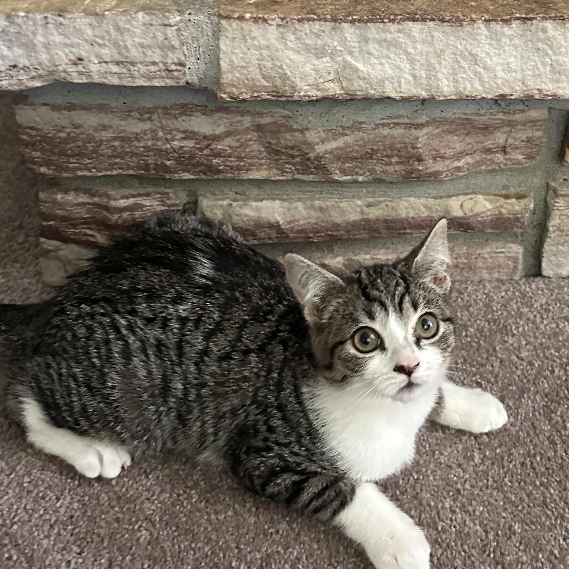 Enlarge Jellybean, a Adoptable Domestic Short Hair in Lacona, NY image 1/6