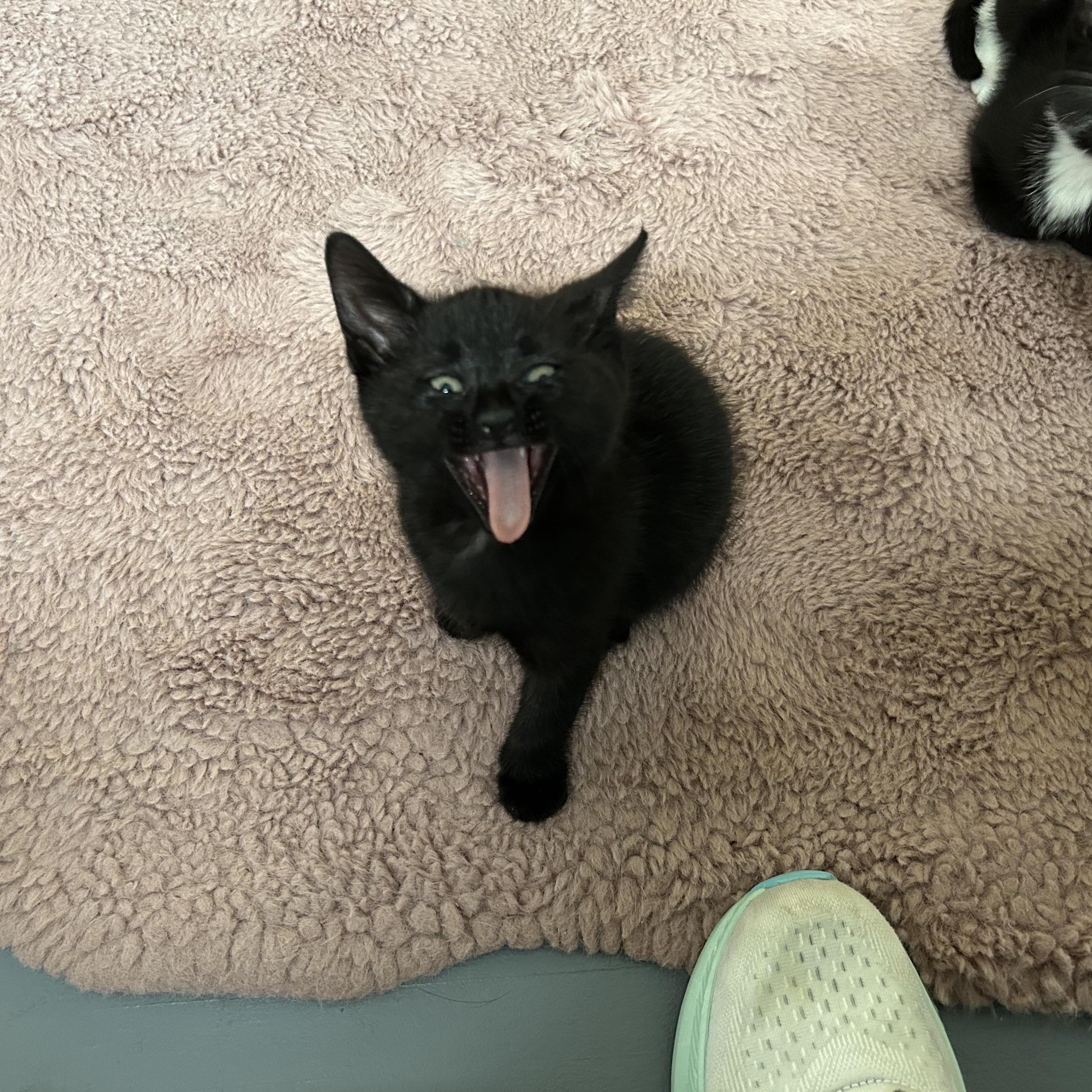 Honey Crisp, an adopted Domestic Short Hair in Brockport, NY image 2/4