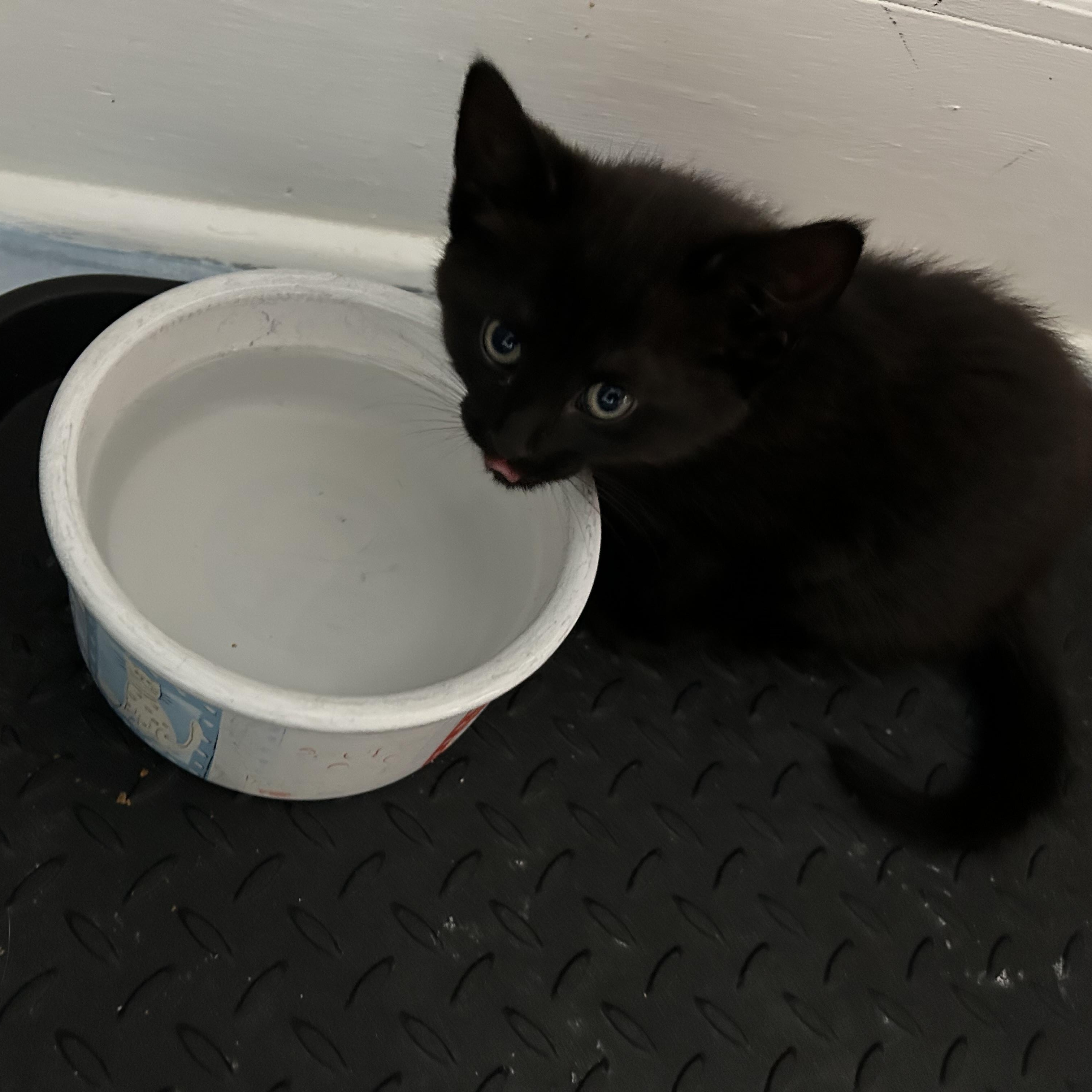 Honey Crisp, an adopted Domestic Short Hair in Brockport, NY image 3/4