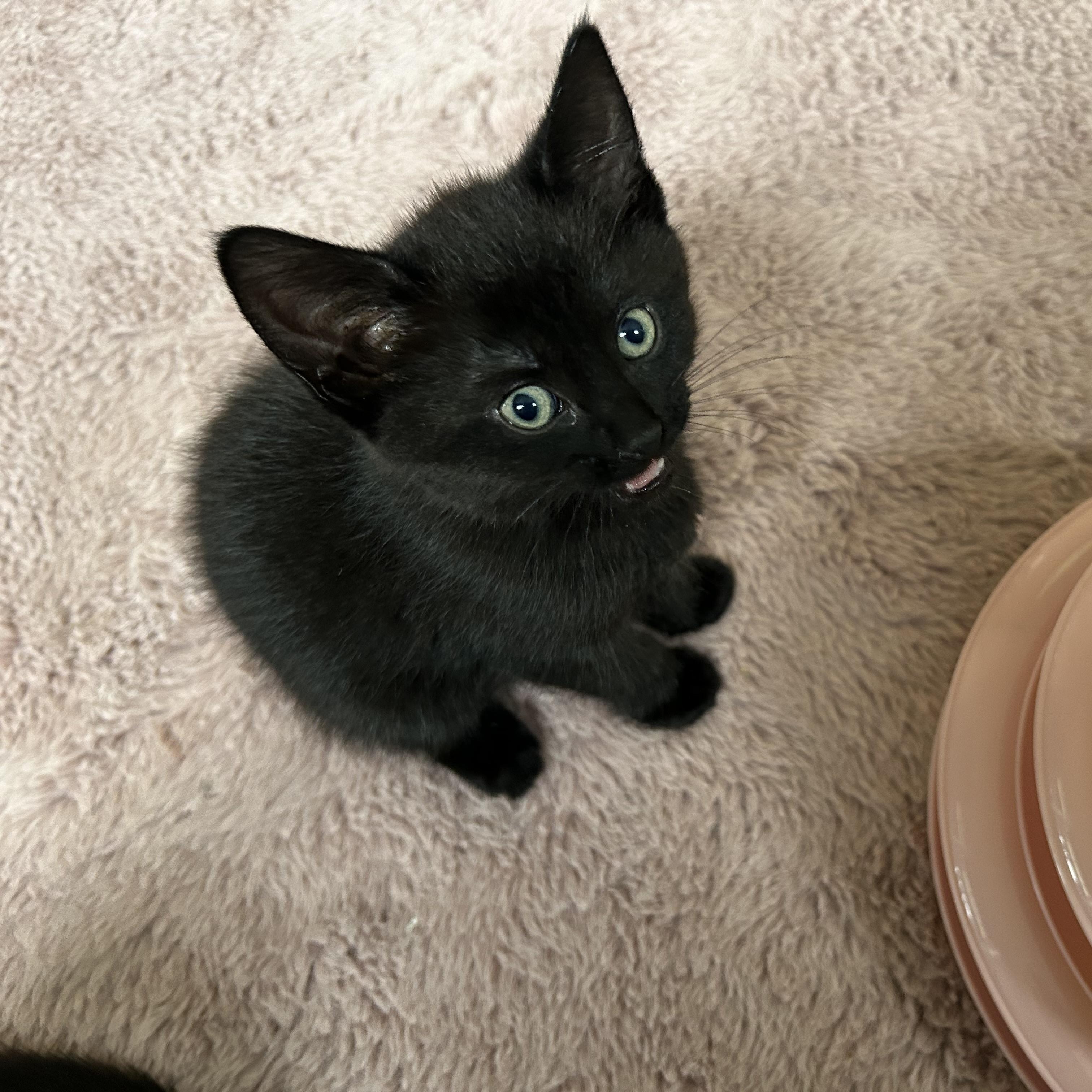 Honey Crisp, an adopted Domestic Short Hair in Brockport, NY image 1/4