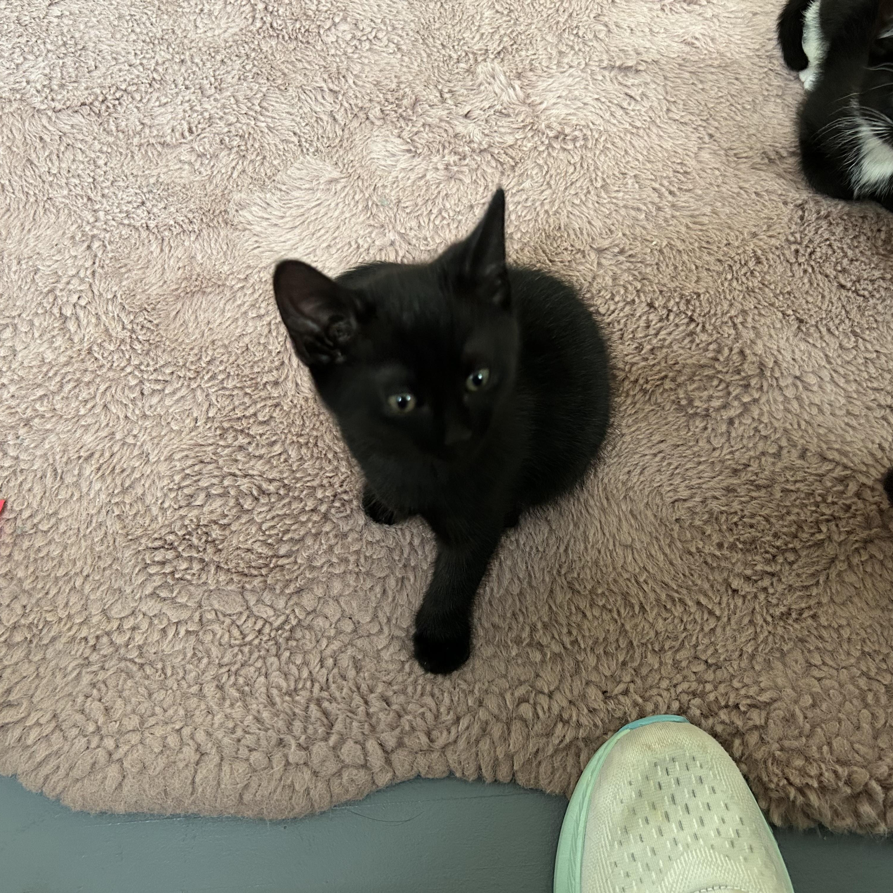 Honey Crisp, an adopted Domestic Short Hair in Brockport, NY image 4/4