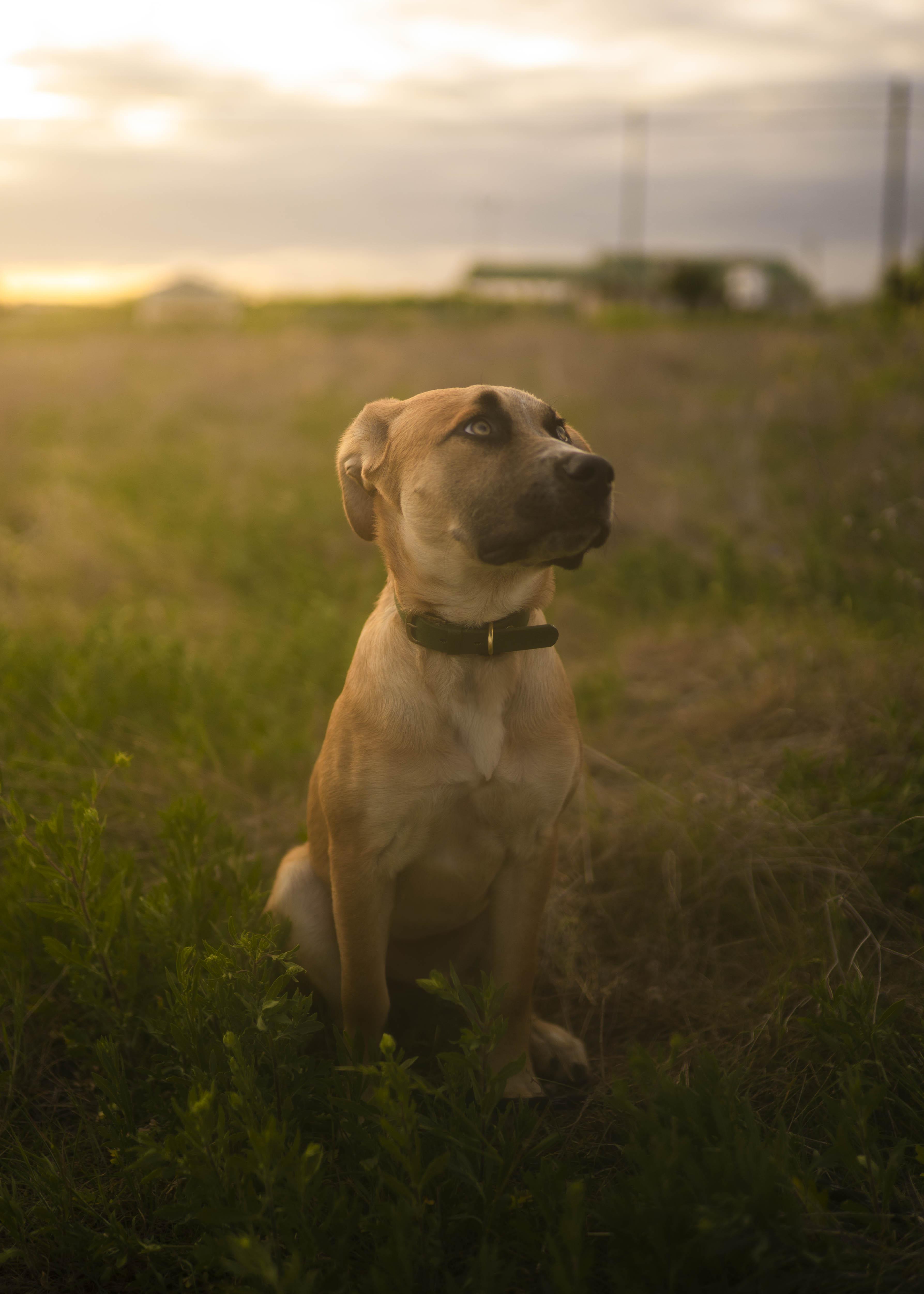 Enlarge Bergamont (AKA: Bergy), a Adoptable mixed breed in Driftwood, TX image 3/6