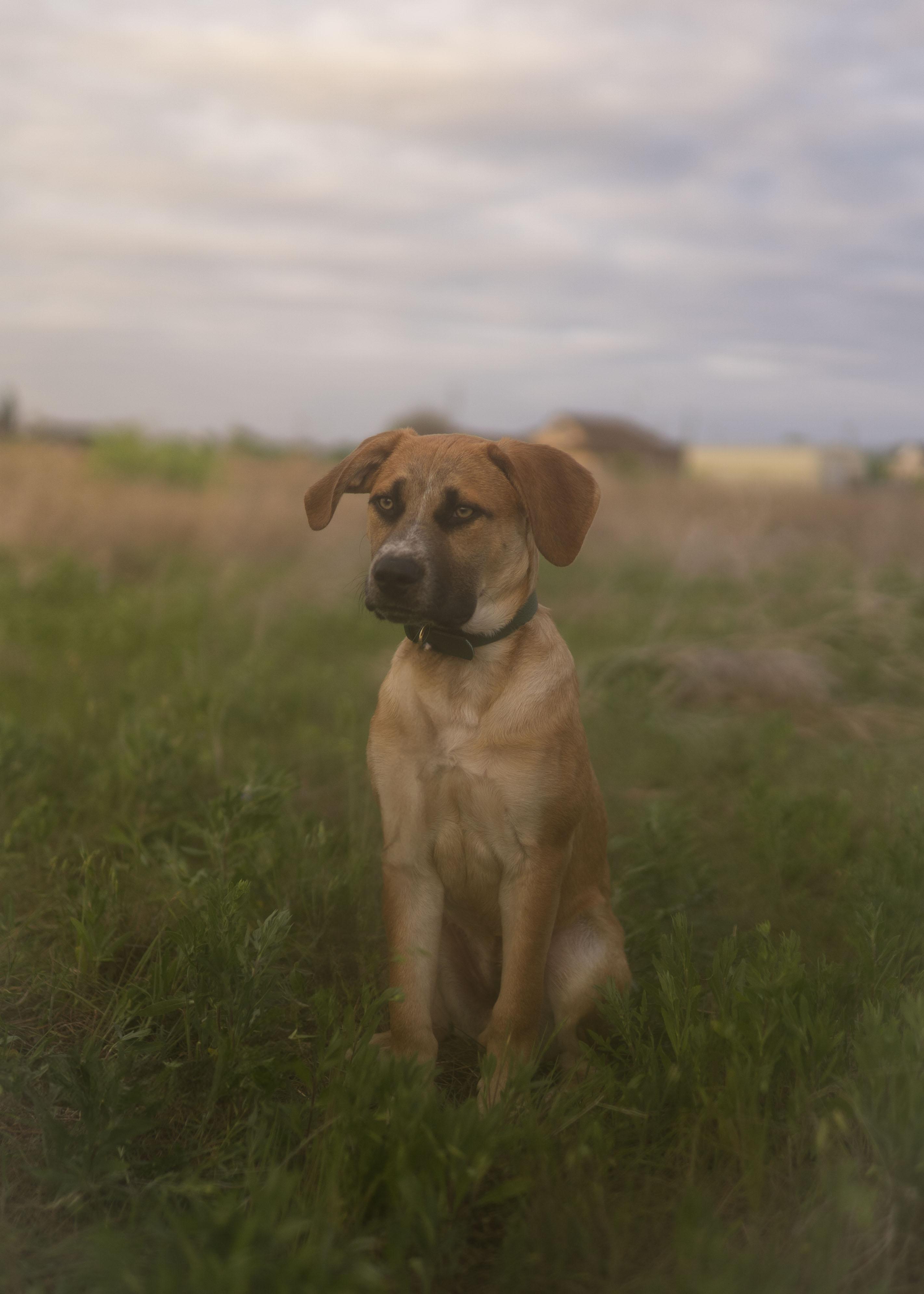 Enlarge Bergamont (AKA: Bergy), a Adoptable mixed breed in Driftwood, TX image 2/6