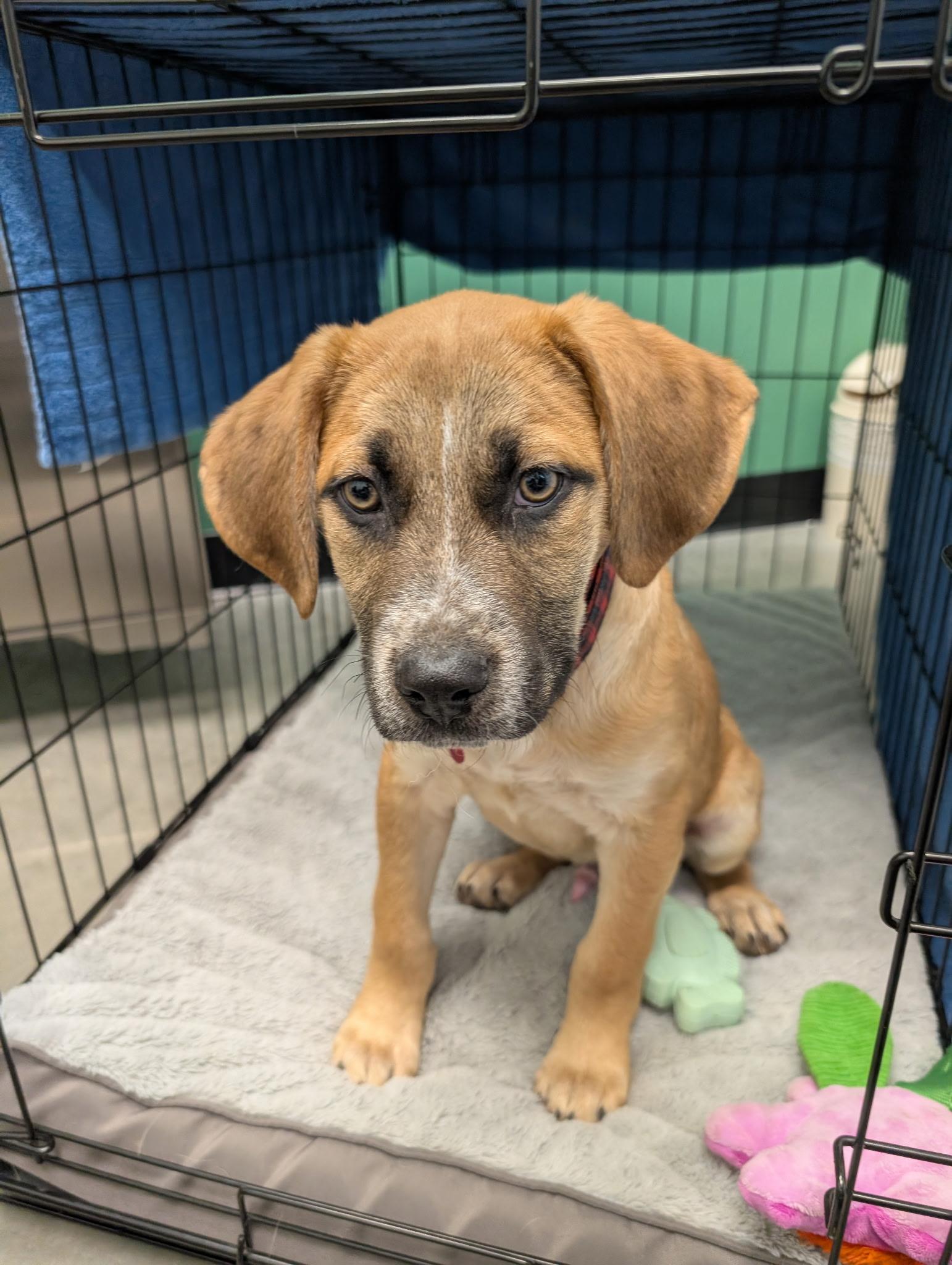 Bergamont (AKA: Bergy), a Adoptable mixed breed in Driftwood, TX image 5/6