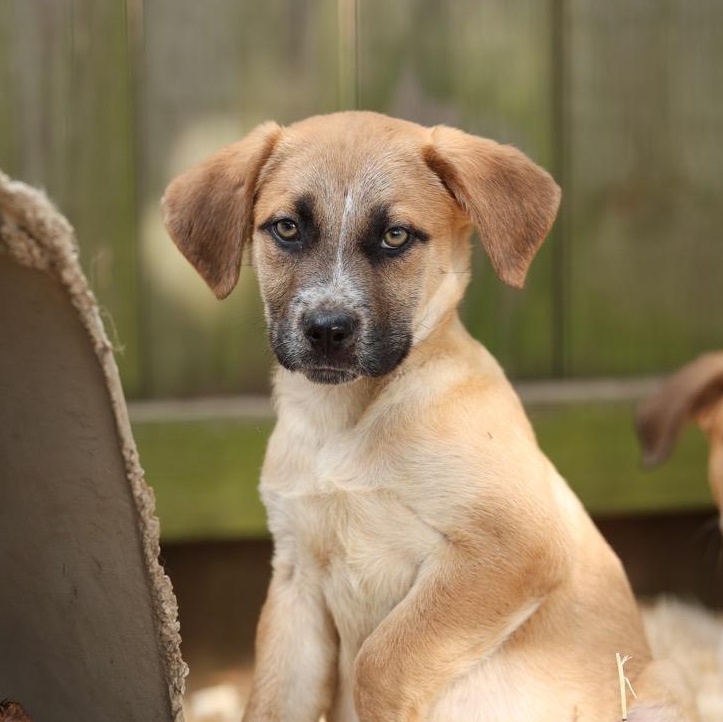 Bergamont (AKA: Bergy), Adoptable, Puppy Male Australian Cattle Dog / Blue Heeler & Bluetick Coonhound.