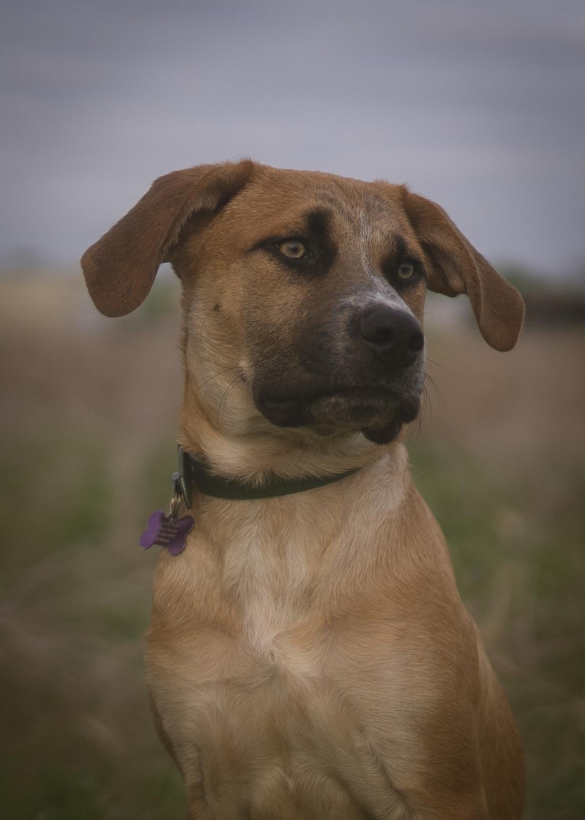 Bergamont (AKA: Bergy), Adoptable, Puppy Male Australian Cattle Dog / Blue Heeler & Bluetick Coonhound.