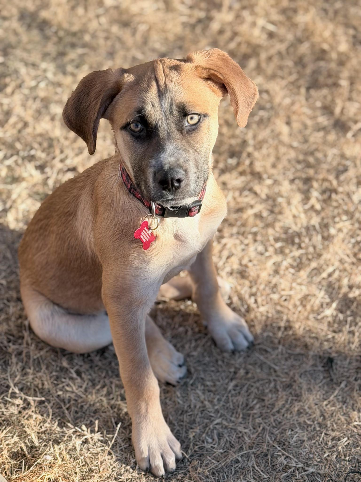 Bergamont (AKA: Bergy), a Adoptable mixed breed in Driftwood, TX image 3/6