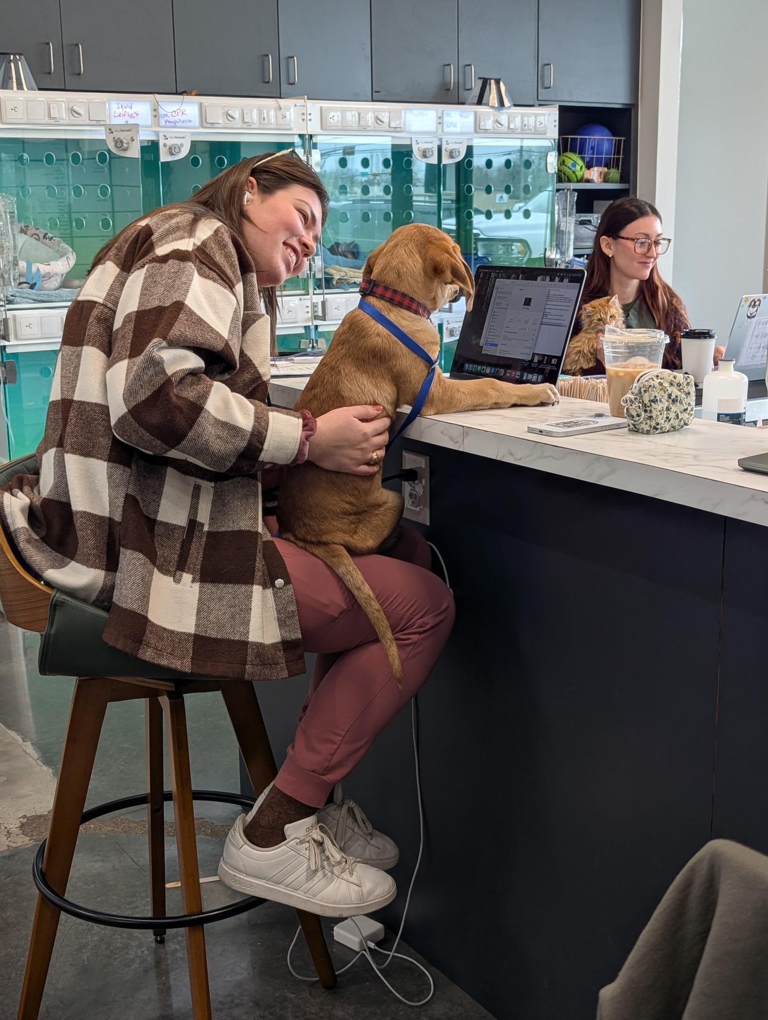 Bergamont (AKA: Bergy), a Adoptable mixed breed in Driftwood, TX image 6/6