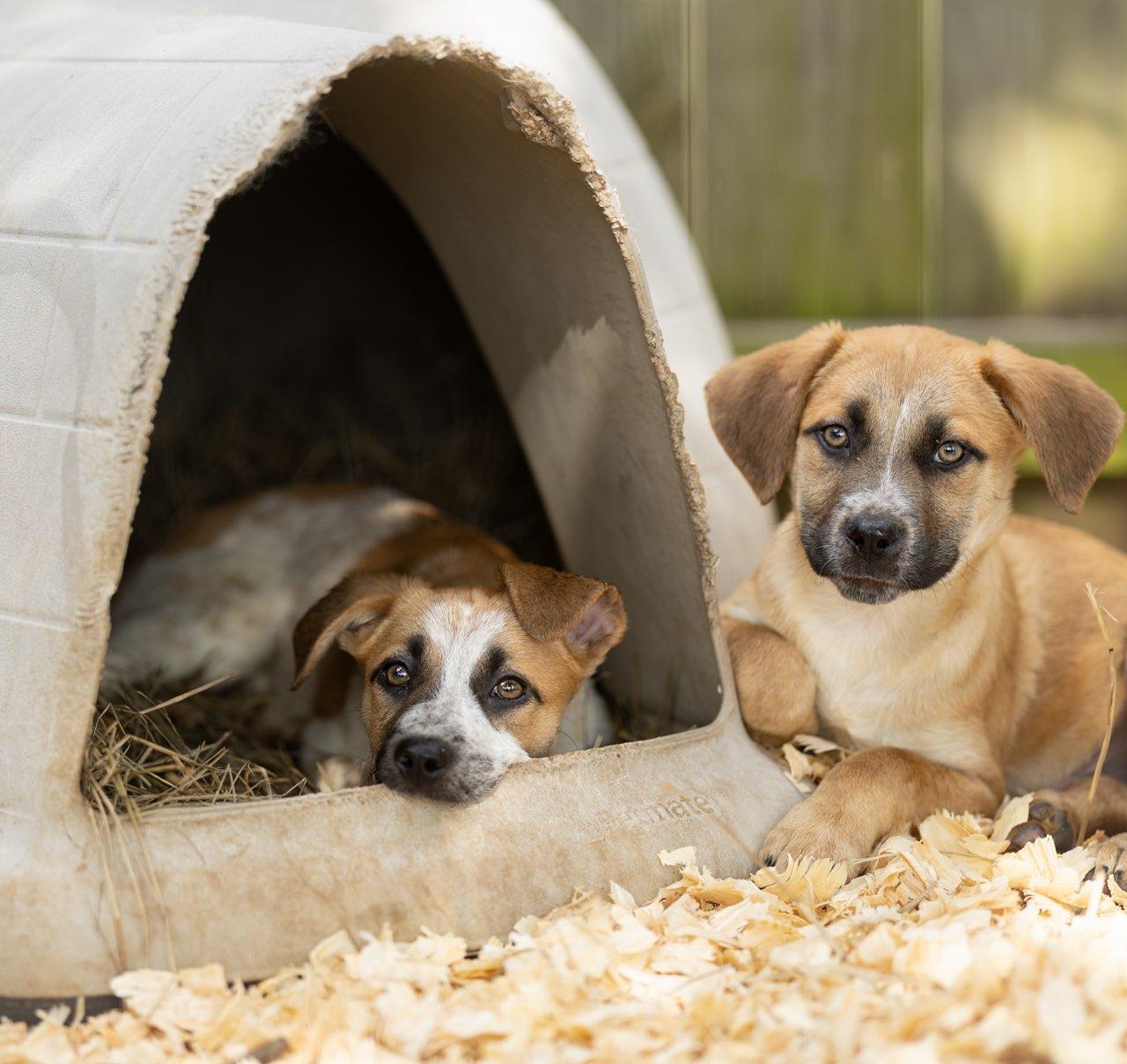 Bergamont (AKA: Bergy), a Adoptable mixed breed in Driftwood, TX image 2/6
