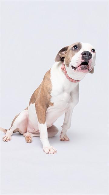 PATCHES — thumbnail 2