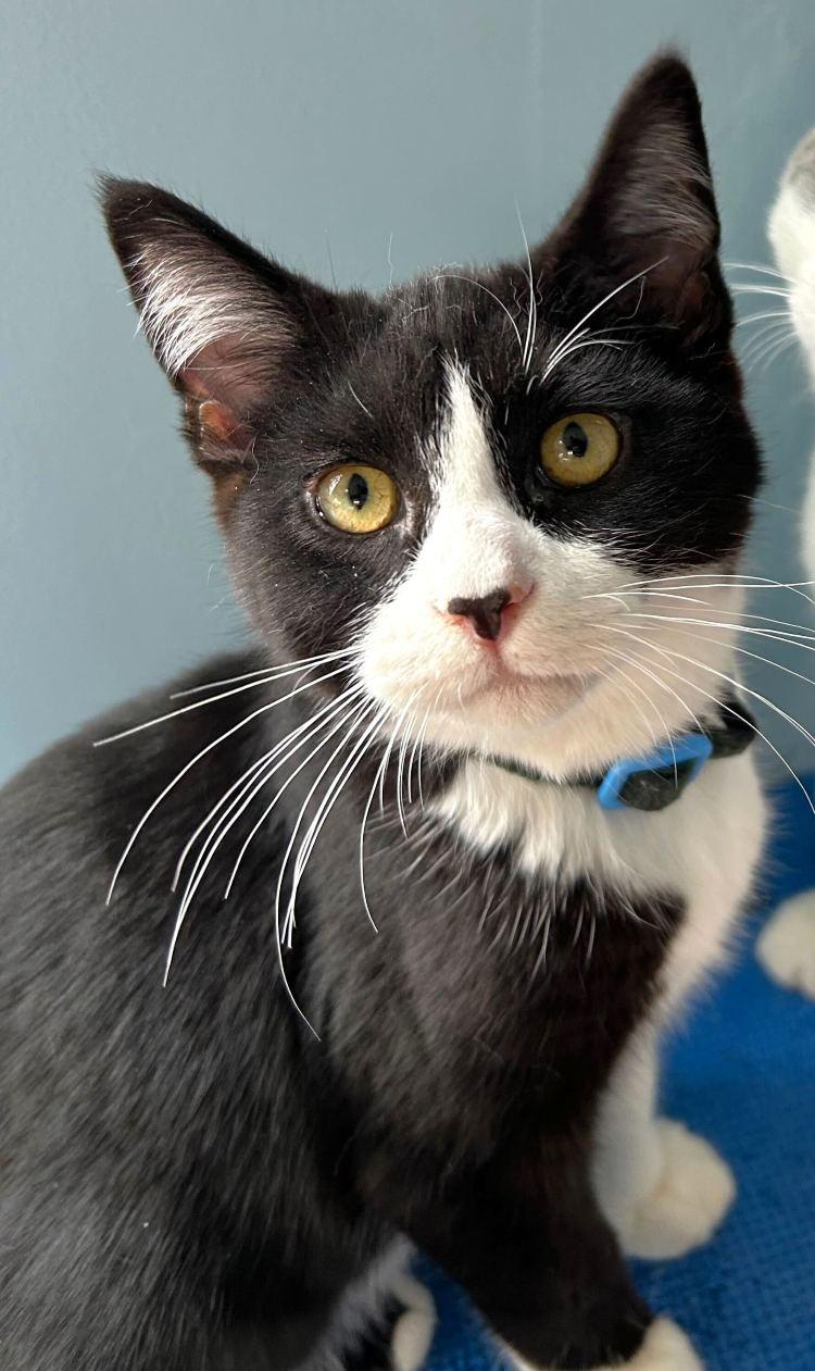 Billy Kid, Adoptable, Young Male Domestic Short Hair.