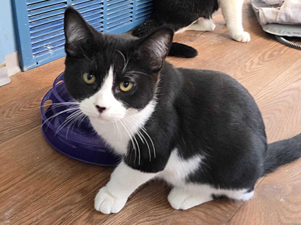 Enlarge Billy Kid, a Adoptable Domestic Short Hair in Colorado Springs, CO image 2/3