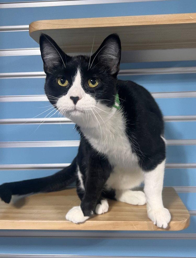 Enlarge Billy Kid, a Adoptable Domestic Short Hair in Colorado Springs, CO image 3/3