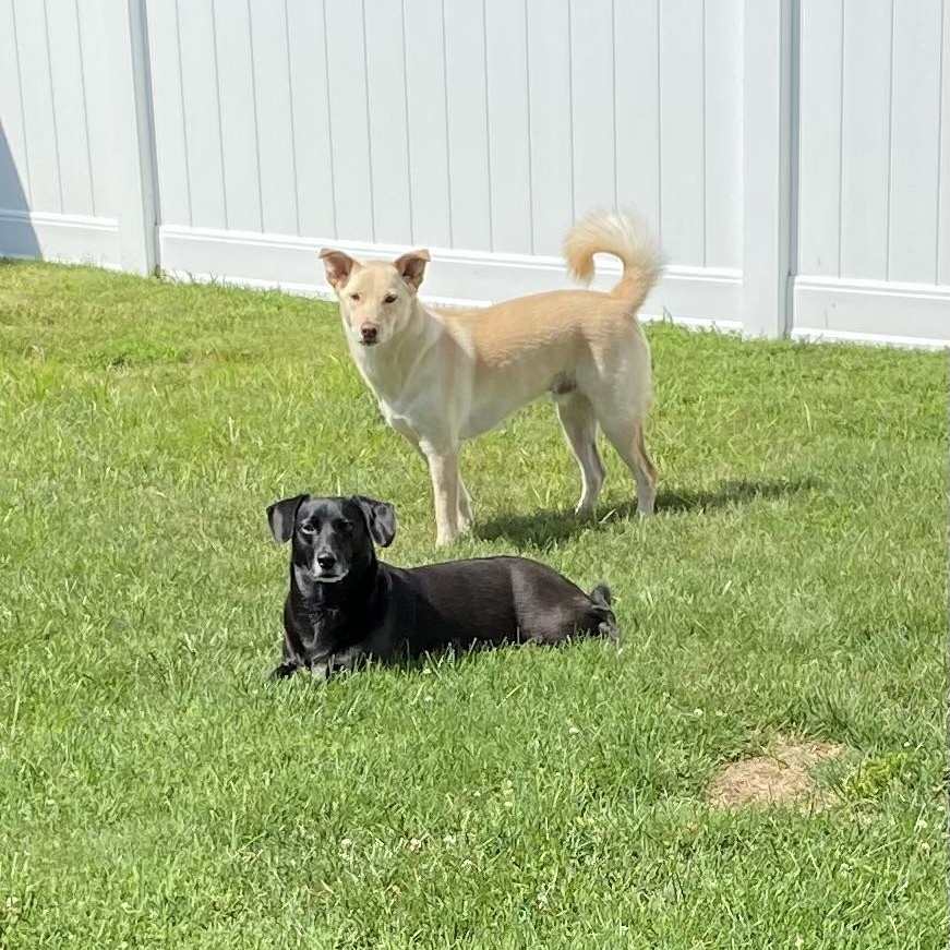 Enlarge SONNY *URGENT*, a ADOPTABLE mixed breed in Hamilton, NJ image 3/6