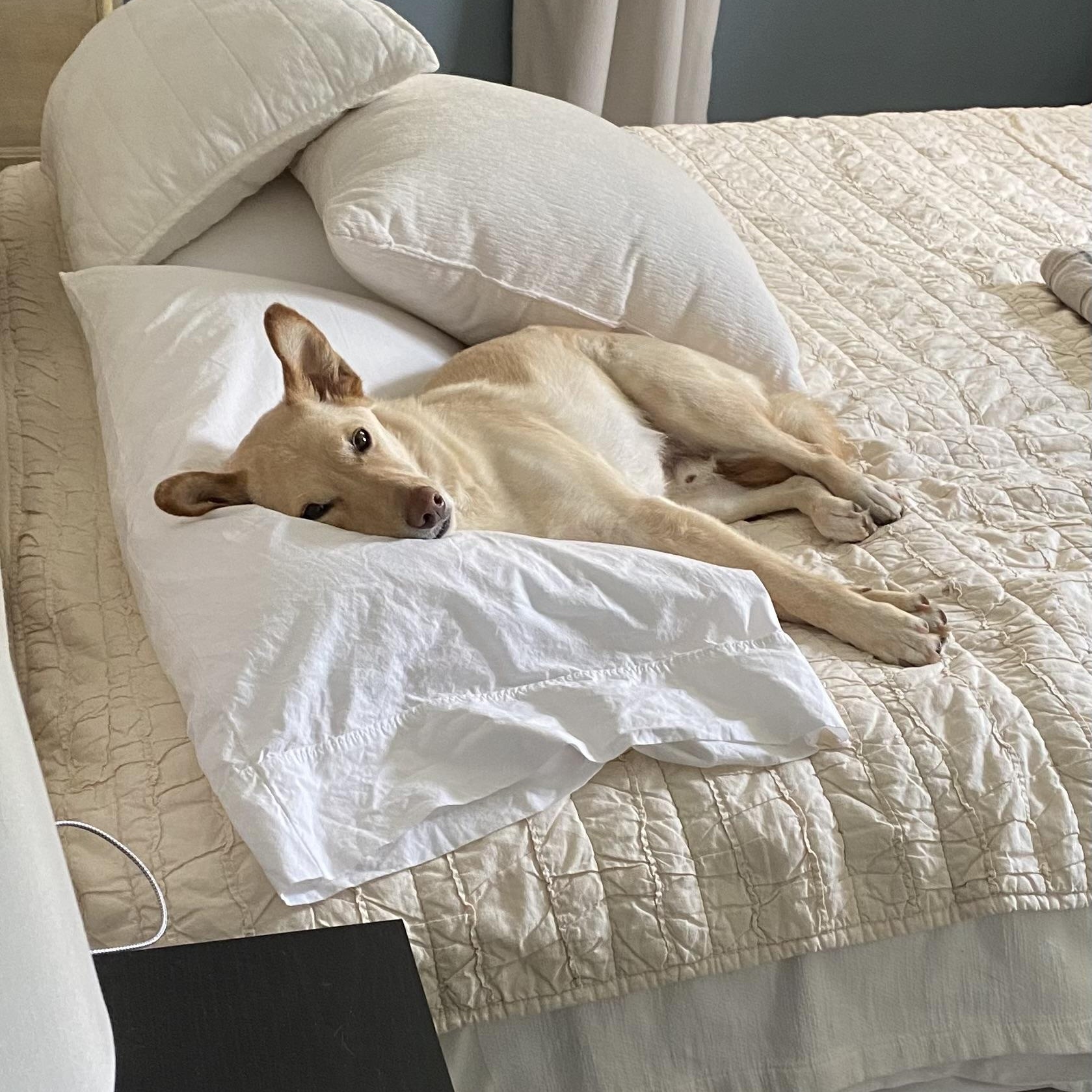 Enlarge SONNY *URGENT*, a ADOPTABLE mixed breed in Hamilton, NJ image 6/6