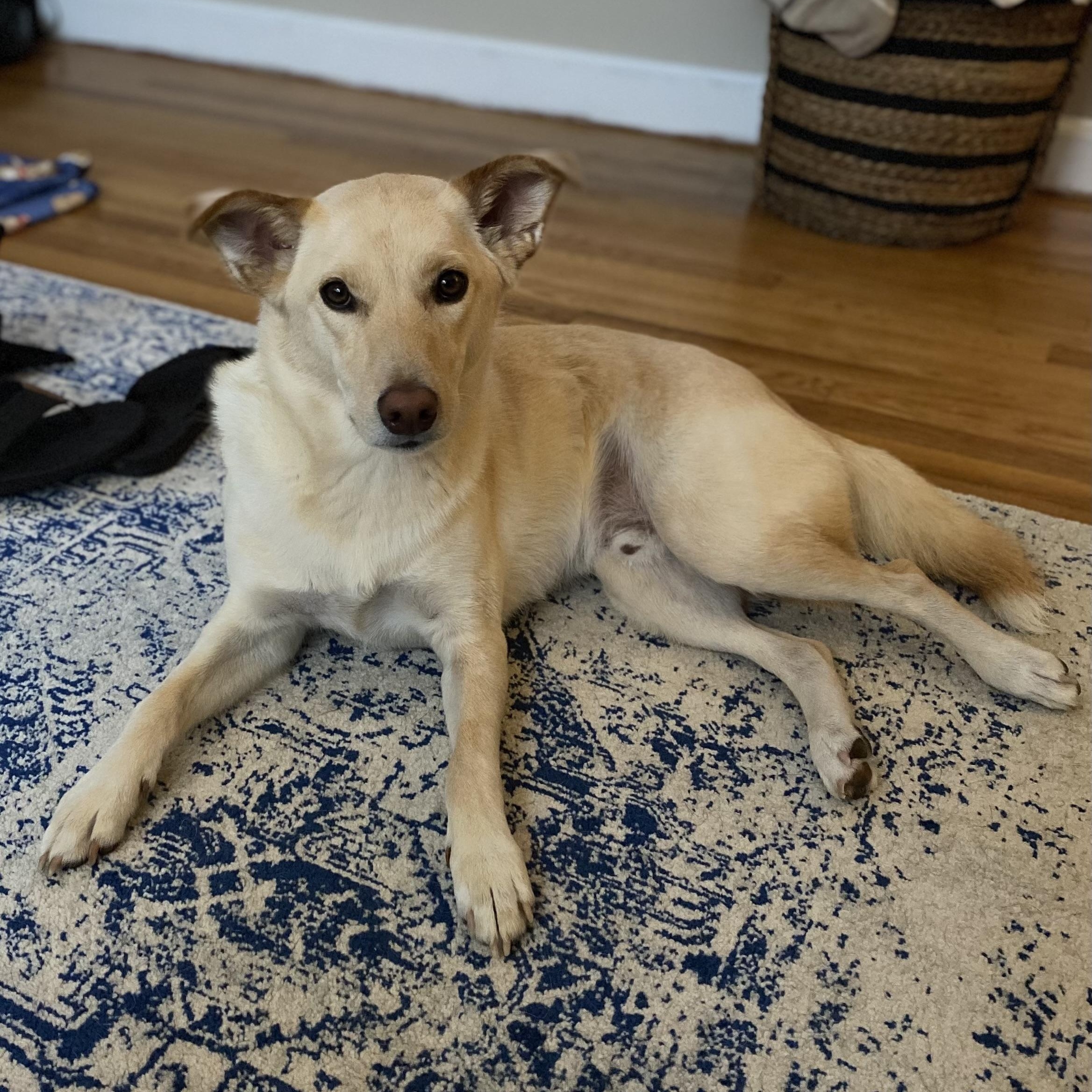 Enlarge SONNY *URGENT*, a ADOPTABLE mixed breed in Hamilton, NJ image 2/6