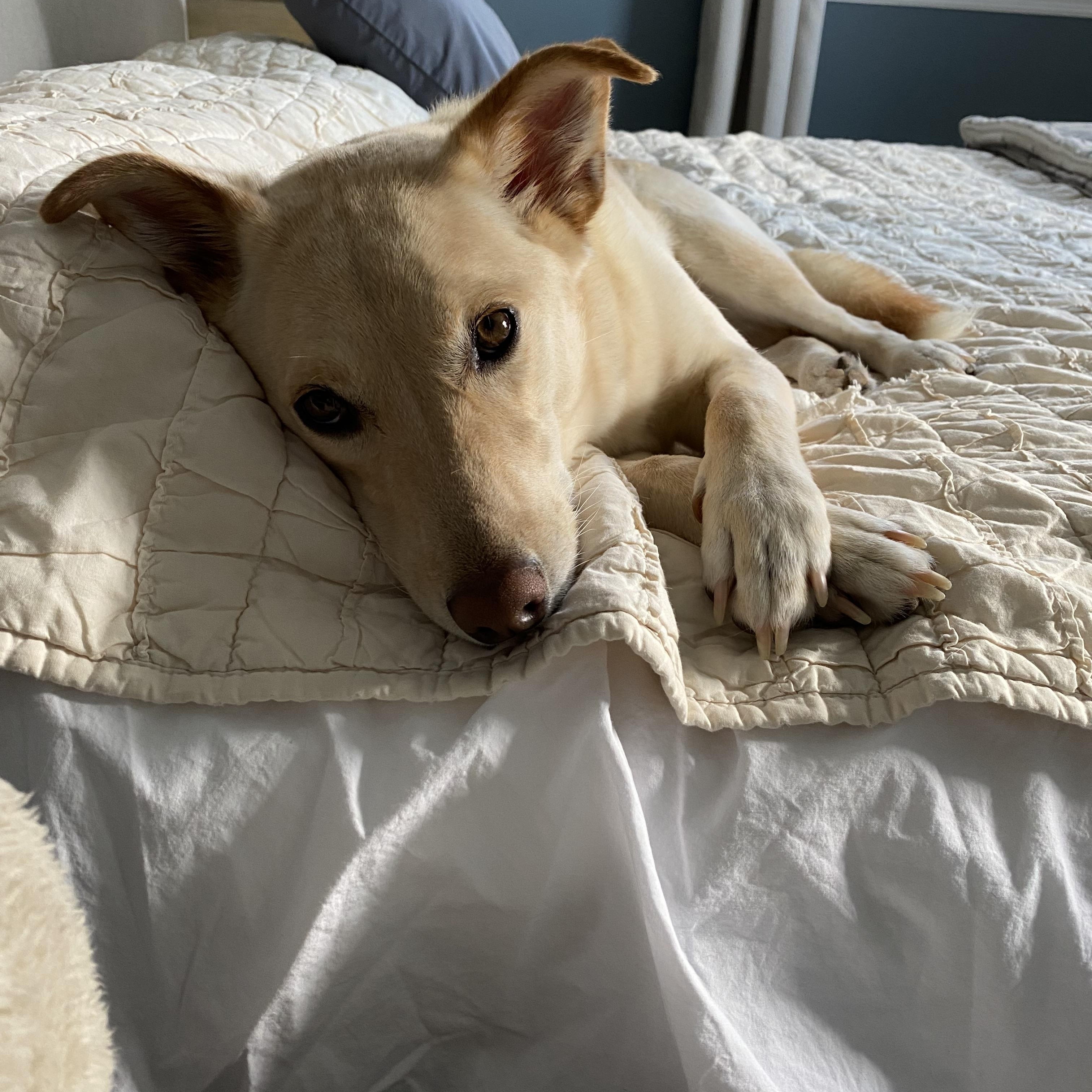 Enlarge SONNY *URGENT*, a ADOPTABLE mixed breed in Hamilton, NJ image 4/6