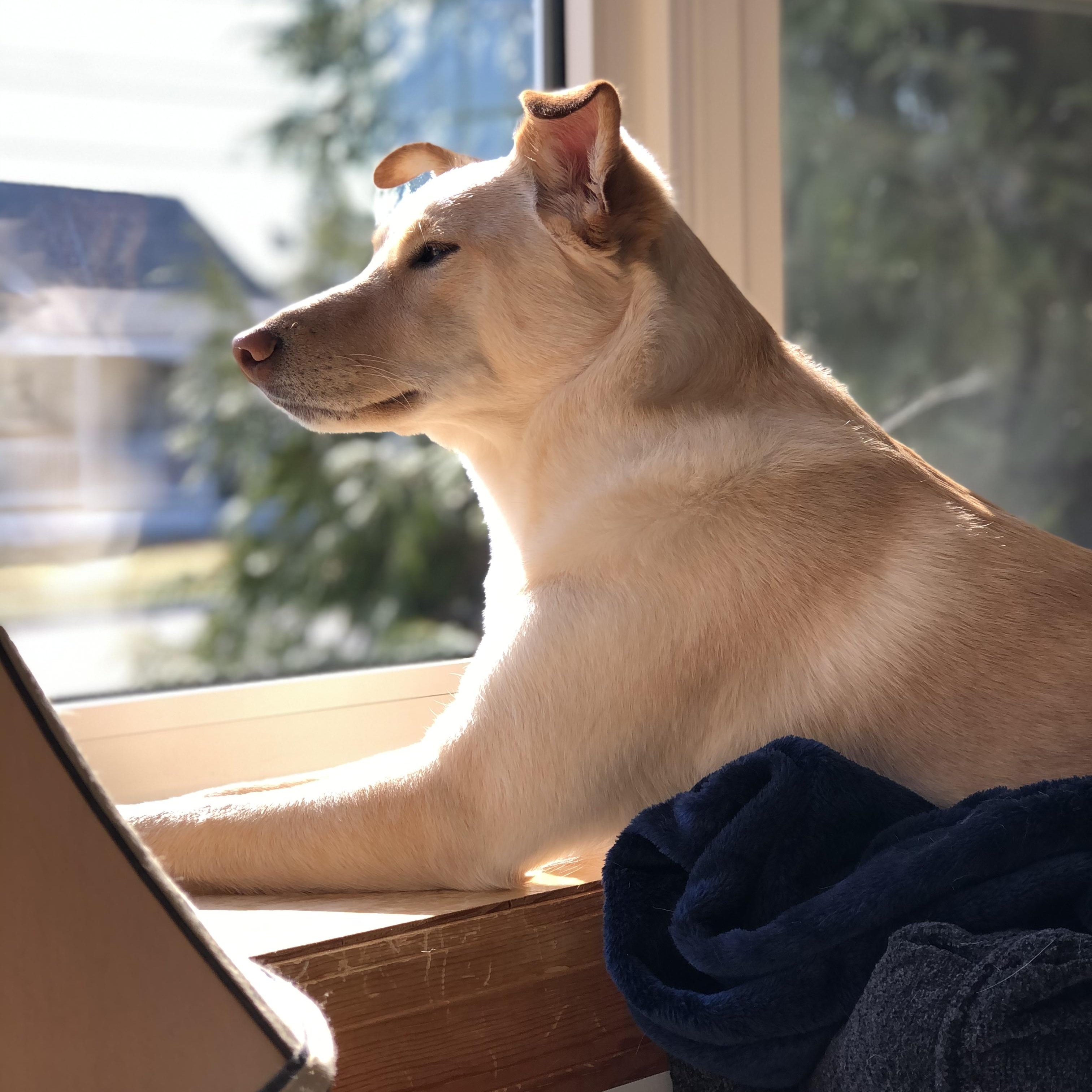 Enlarge SONNY *URGENT*, a ADOPTABLE mixed breed in Hamilton, NJ image 5/6