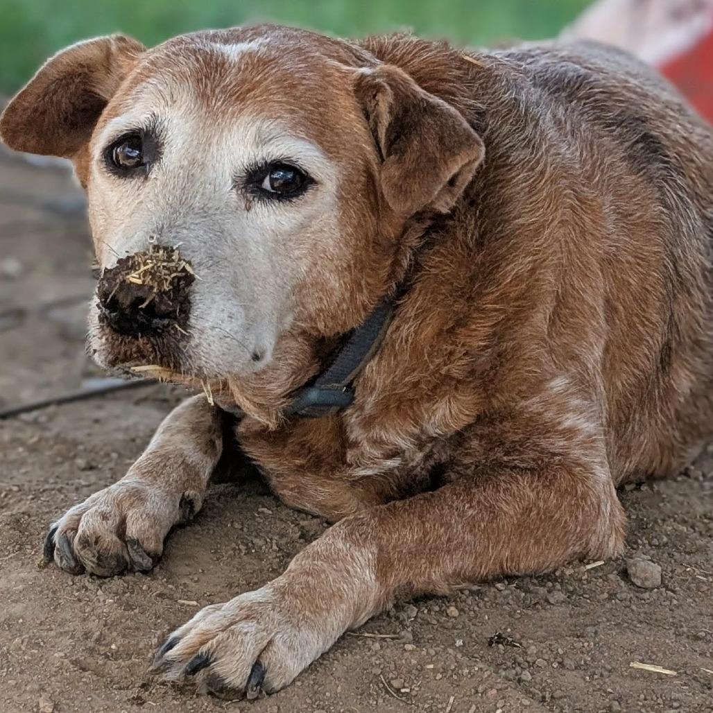 Nani, Adoptable, Senior Female Cattle Dog & Mixed Breed.