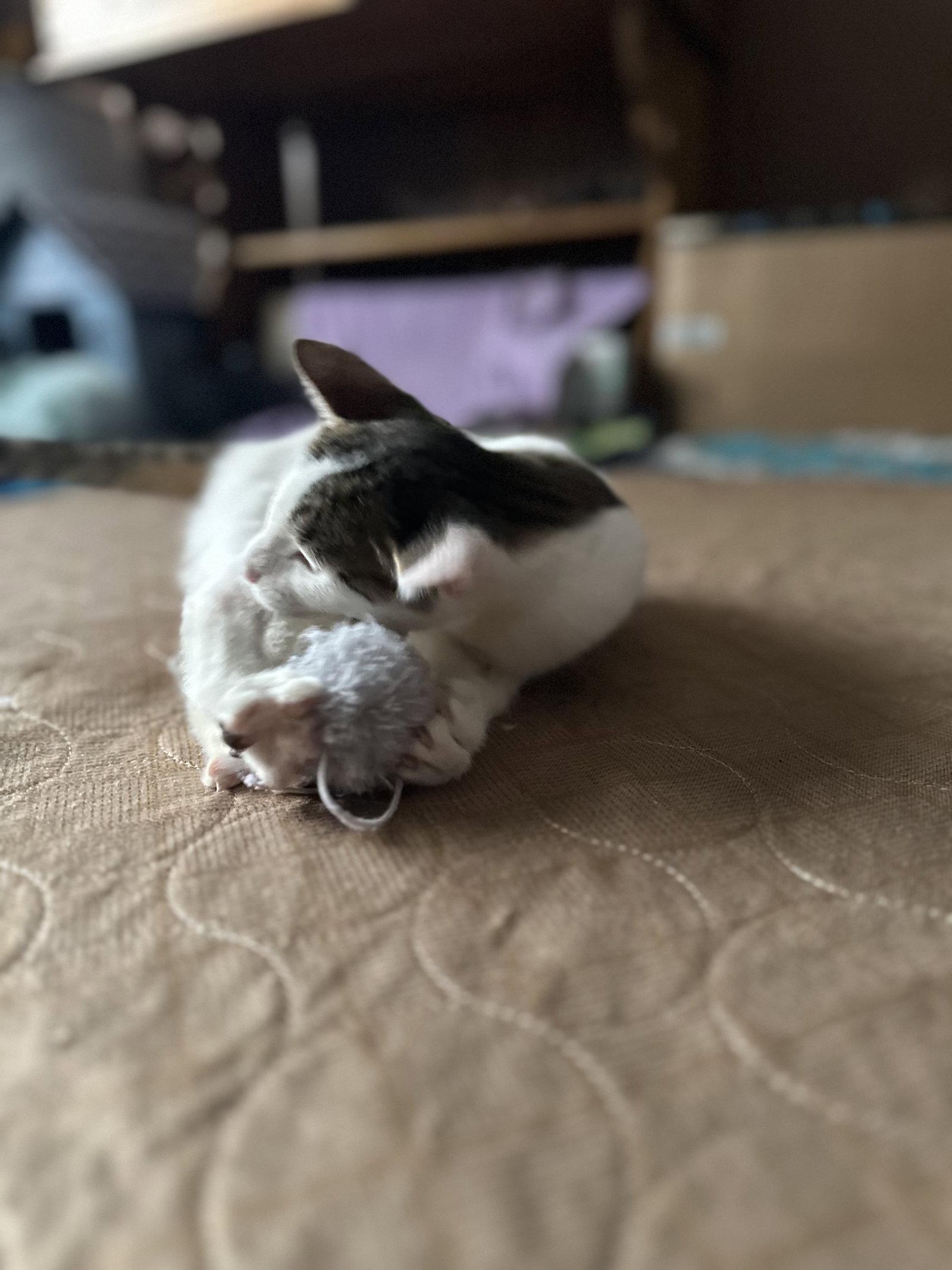 Enlarge Jayce, a Adoptable Domestic Short Hair in McKinney, TX image 2/2