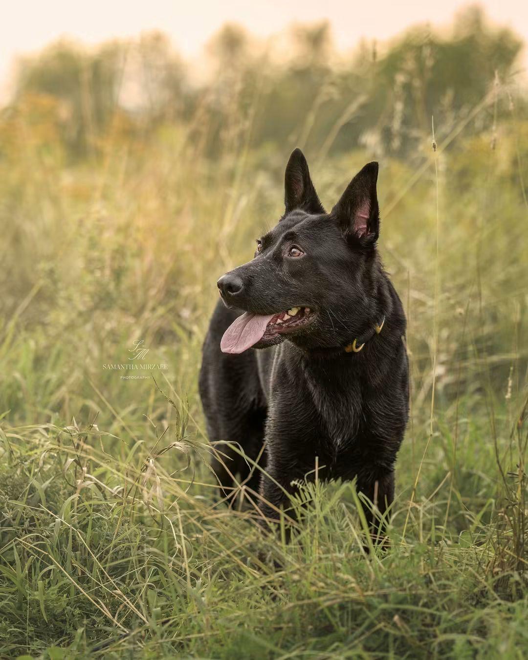 Enlarge Neo, a Adoptable German Shepherd Dog in Montreal, QC image 4/6