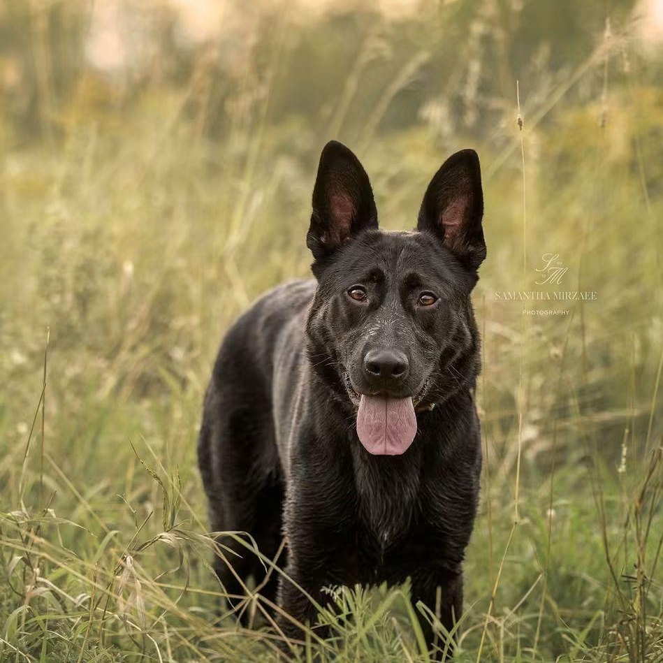 Neo, Adoptable, Adult Male German Shepherd Dog.