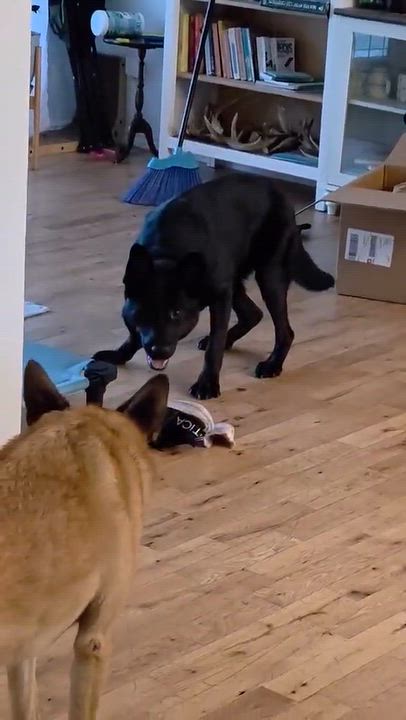 Enlarge Neo, a Adoptable German Shepherd Dog in Montreal, QC video 5/6