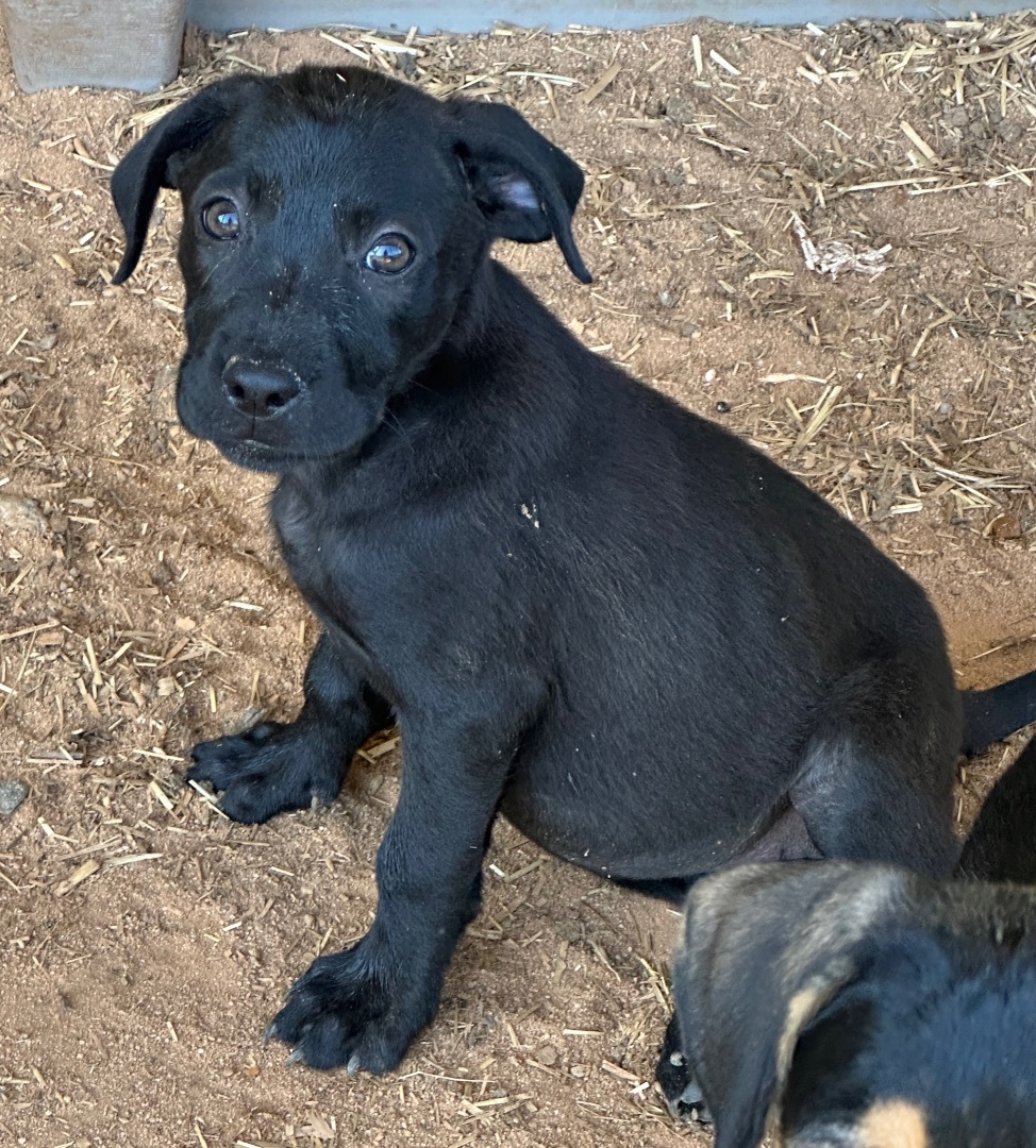 Lara, Adopted, Puppy Female Labrador Retriever.