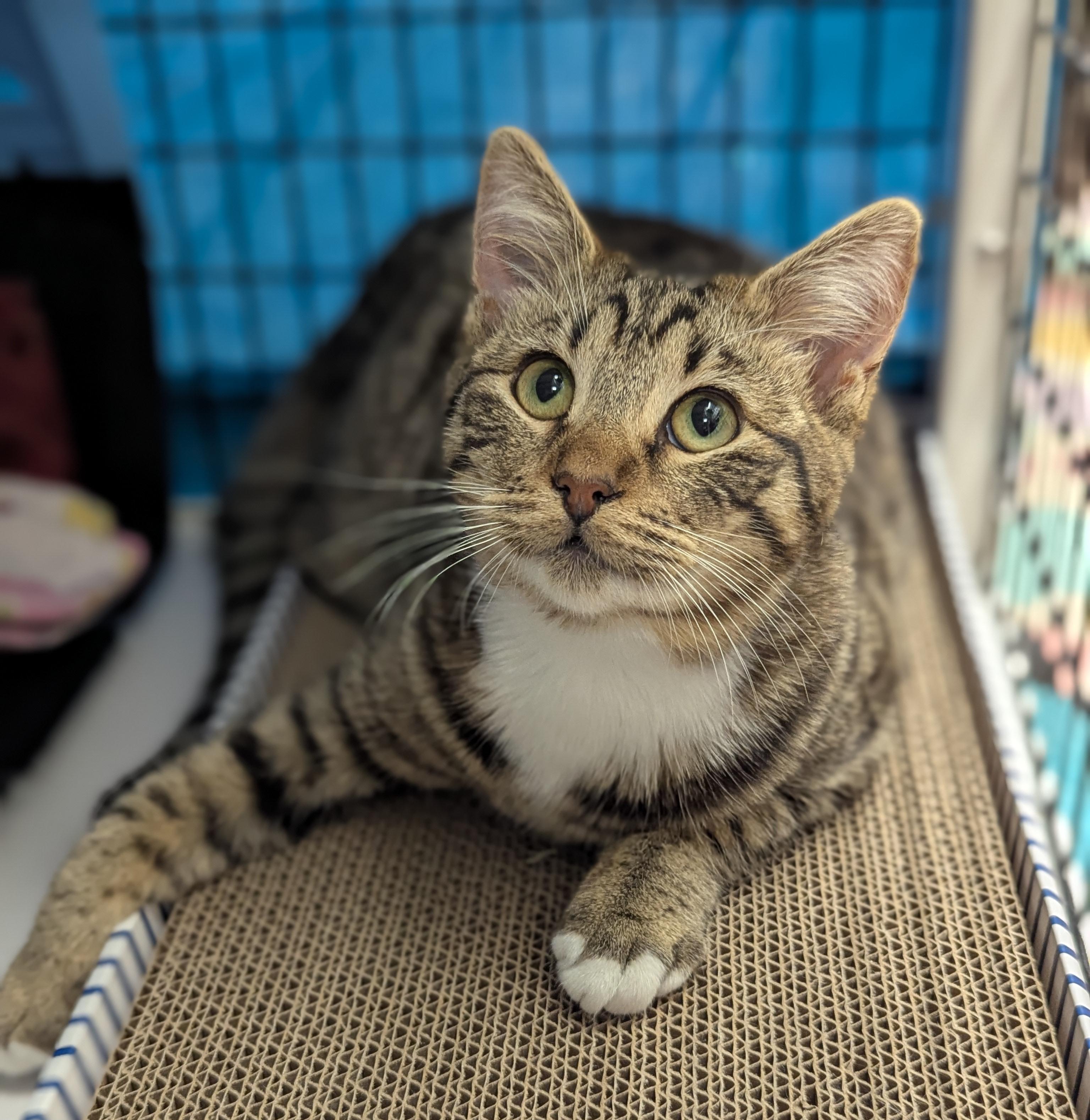 Enlarge Sparky, an adoptable mixed breed in Hermosa Beach, CA image 3/5