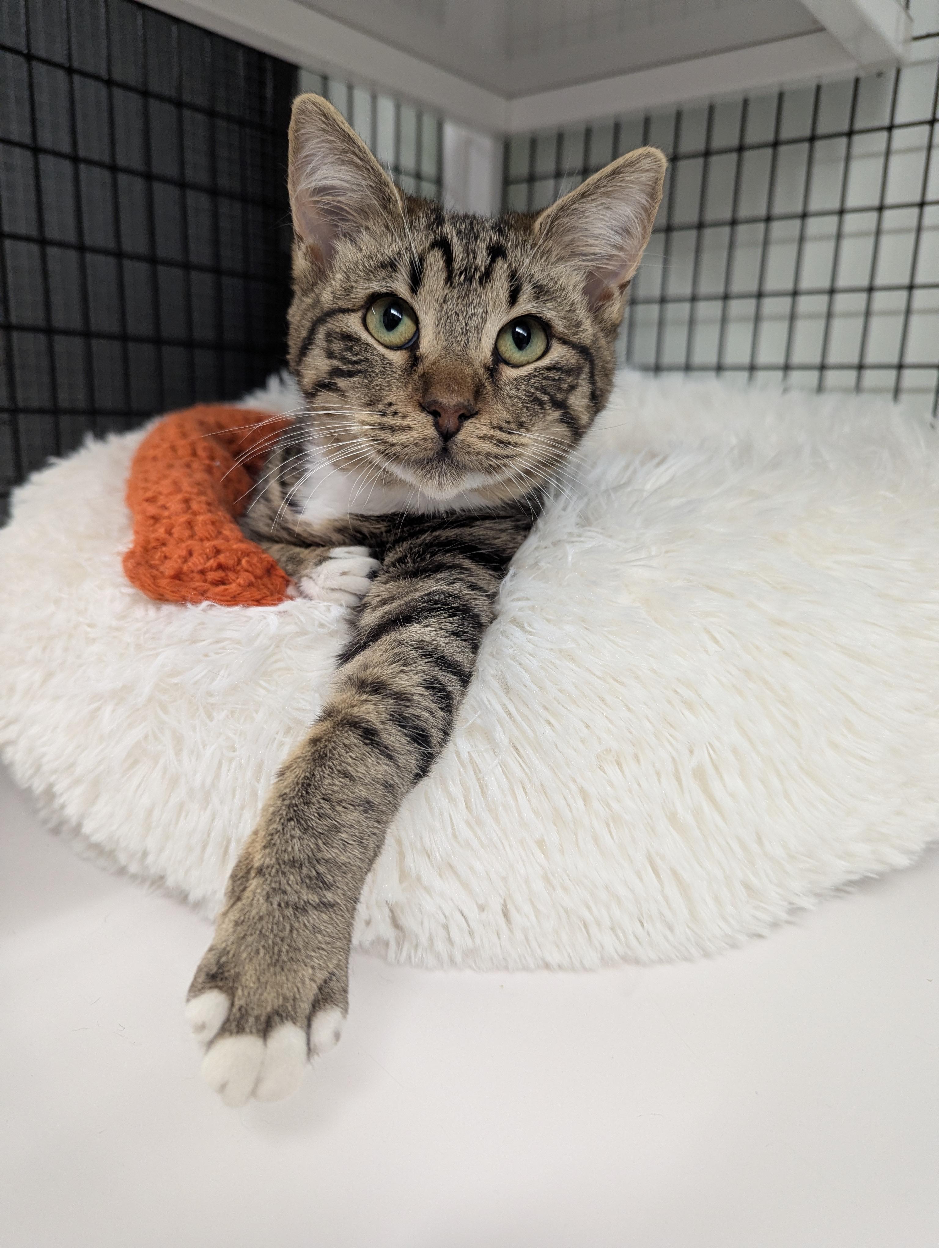 Sparky, a ADOPTABLE mixed breed in Hermosa Beach, CA image 2/3