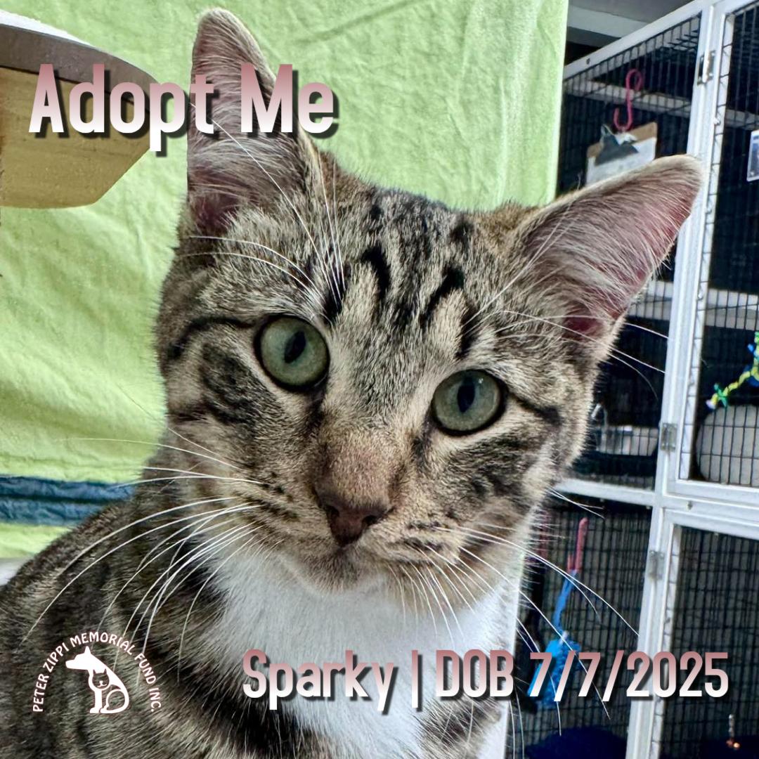 Enlarge Sparky, an adoptable mixed breed in Hermosa Beach, CA image 1/5