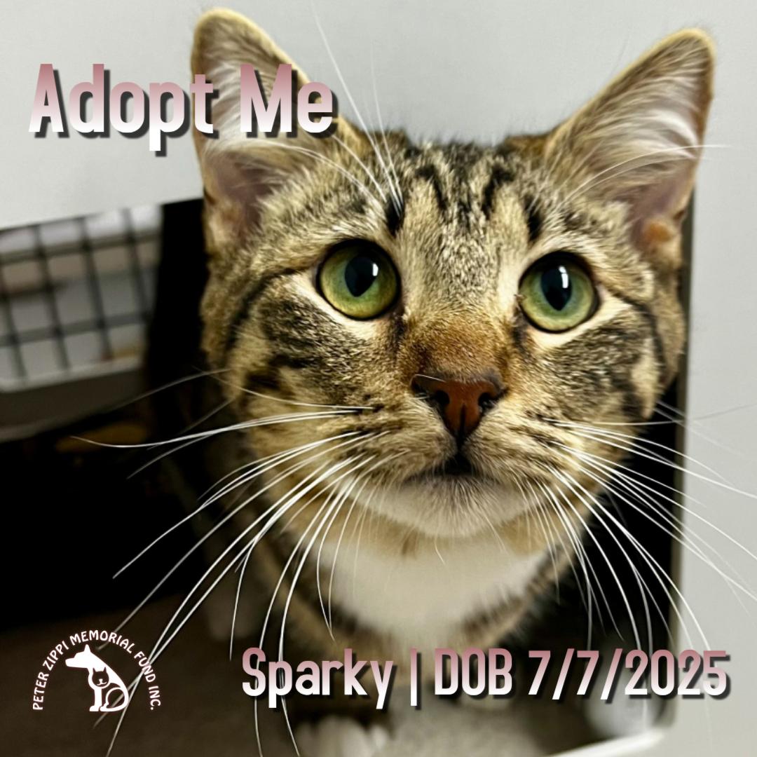 Enlarge Sparky, an adoptable mixed breed in Hermosa Beach, CA image 1/5