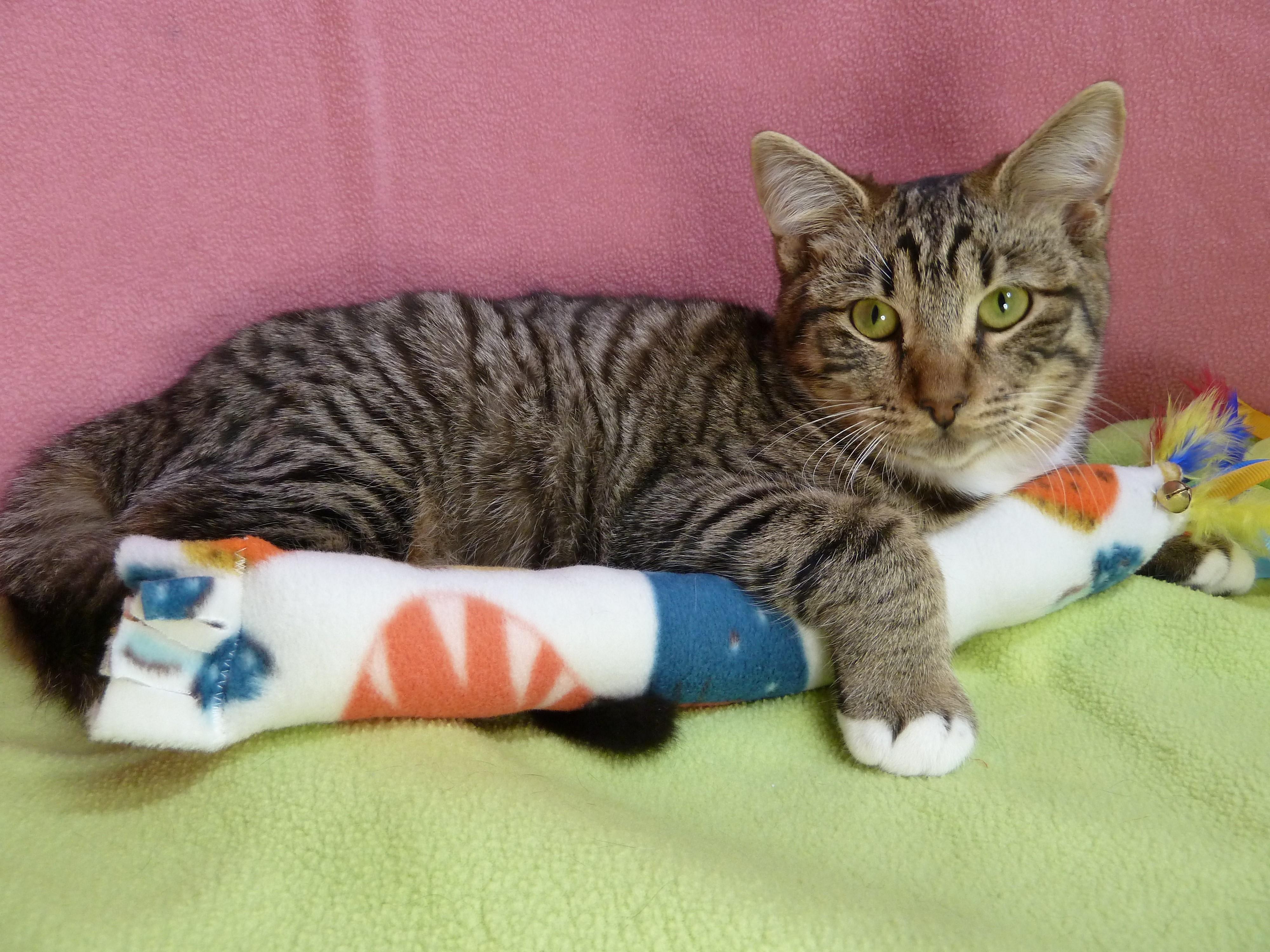 Enlarge Sparky, an adoptable mixed breed in Hermosa Beach, CA image 2/5