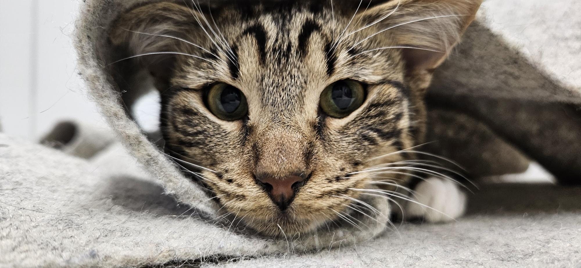 Enlarge Sparky, an adoptable mixed breed in Hermosa Beach, CA image 5/5