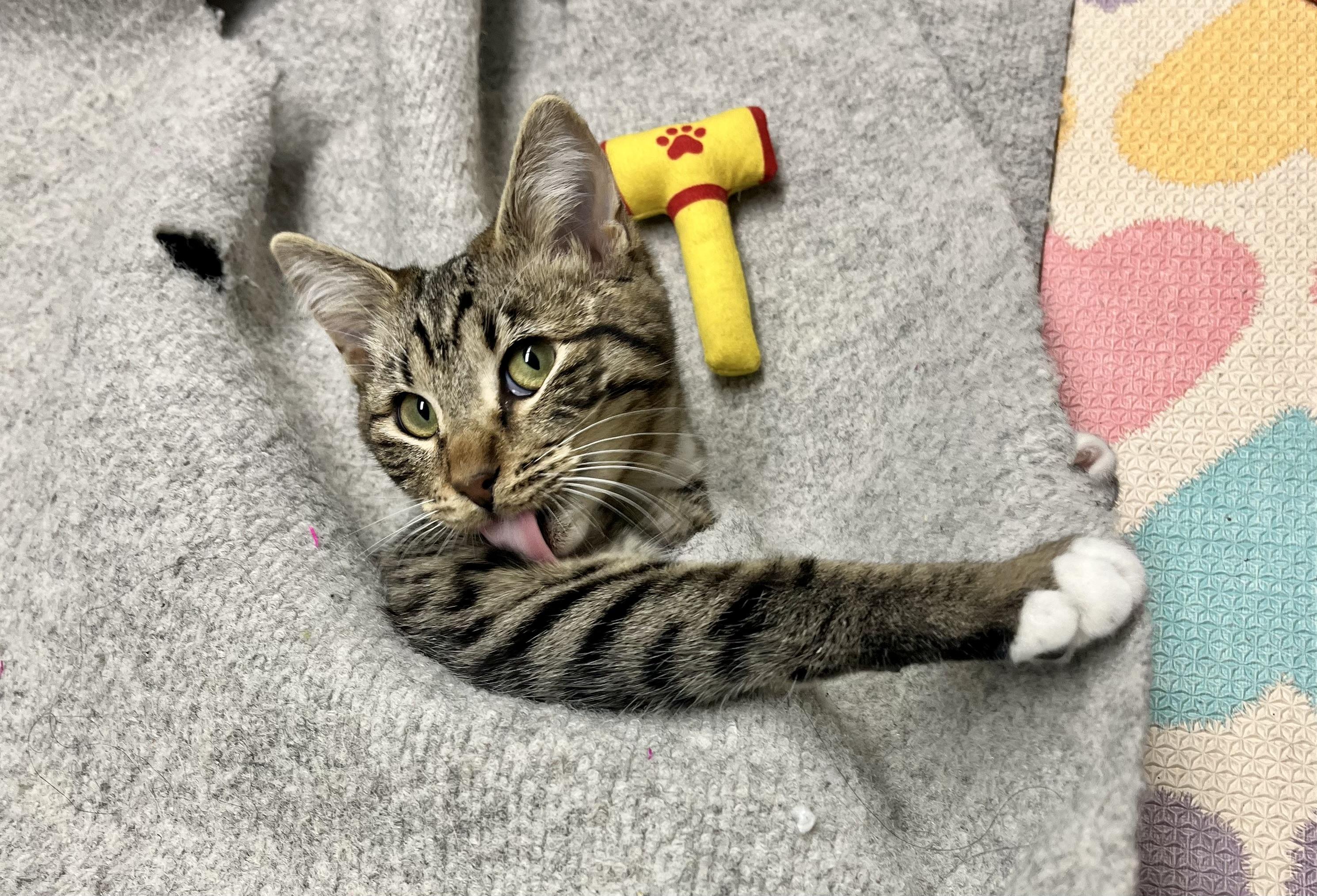 Enlarge Sparky, an adoptable mixed breed in Hermosa Beach, CA image 4/5