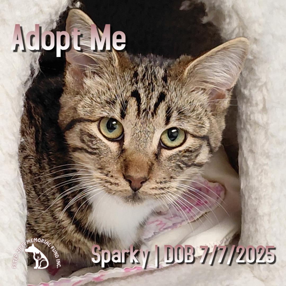 Sparky, ADOPTABLE, Young Female Domestic Short Hair & Tabby.