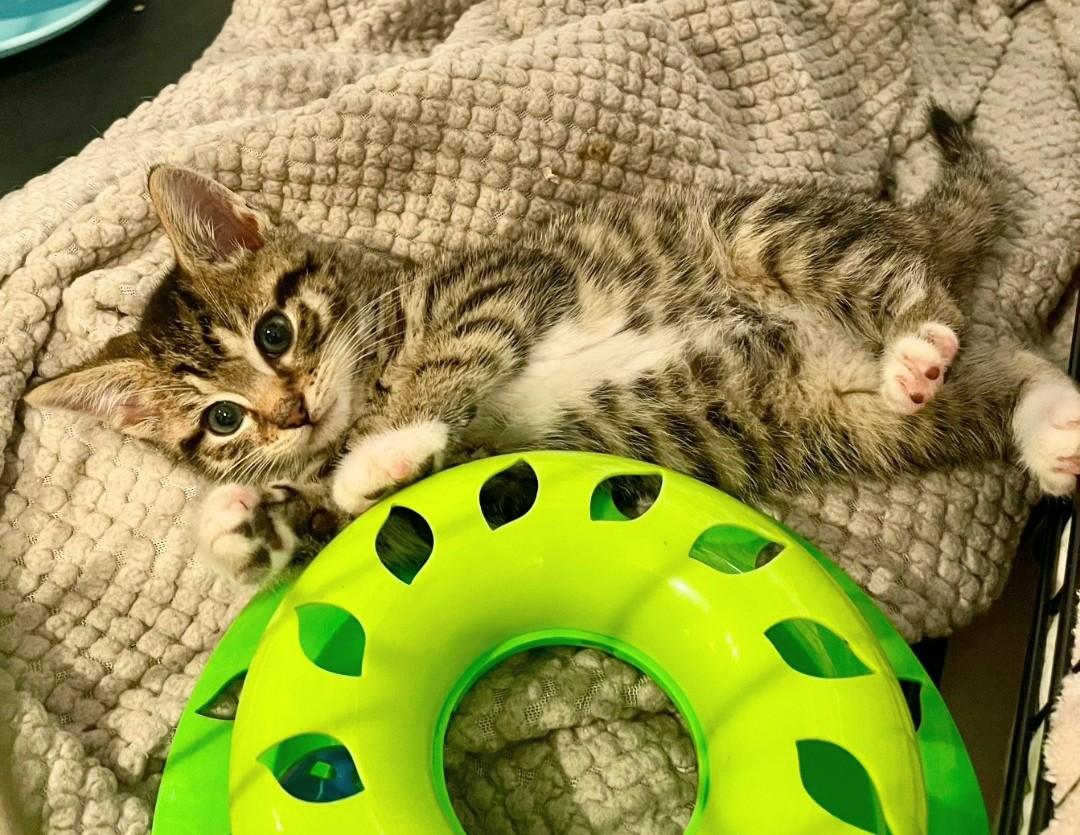 Enlarge Trudy, an adopted American Shorthair in Staten Island, NY image 5/5
