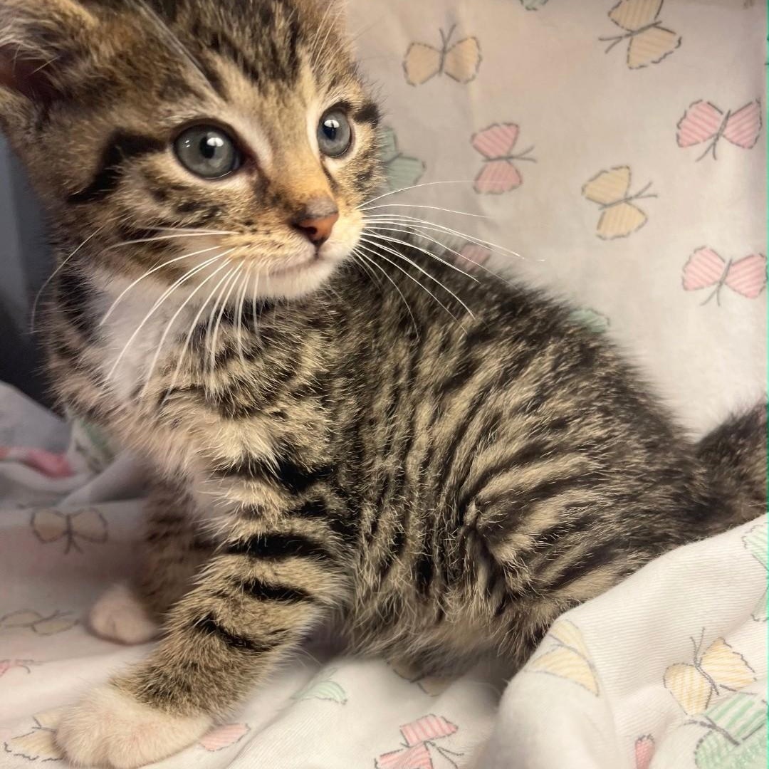 Enlarge Trudy, an adopted American Shorthair in Staten Island, NY image 3/5